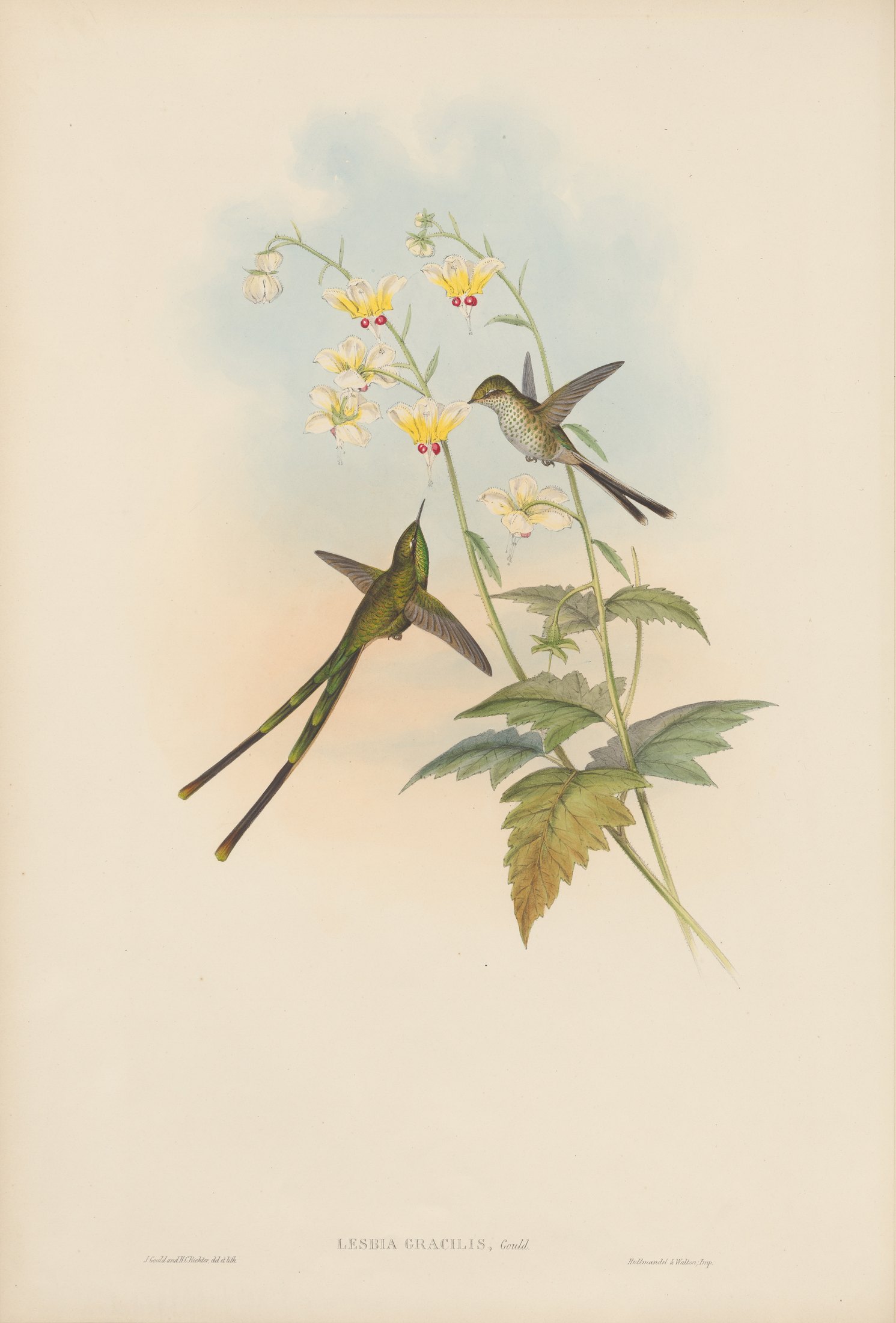 Lesbia gracilis, Gould — John Gould