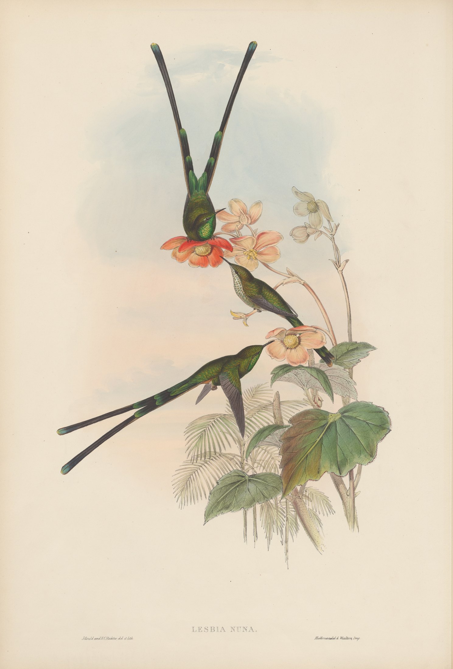 Lesbia nuna — John Gould