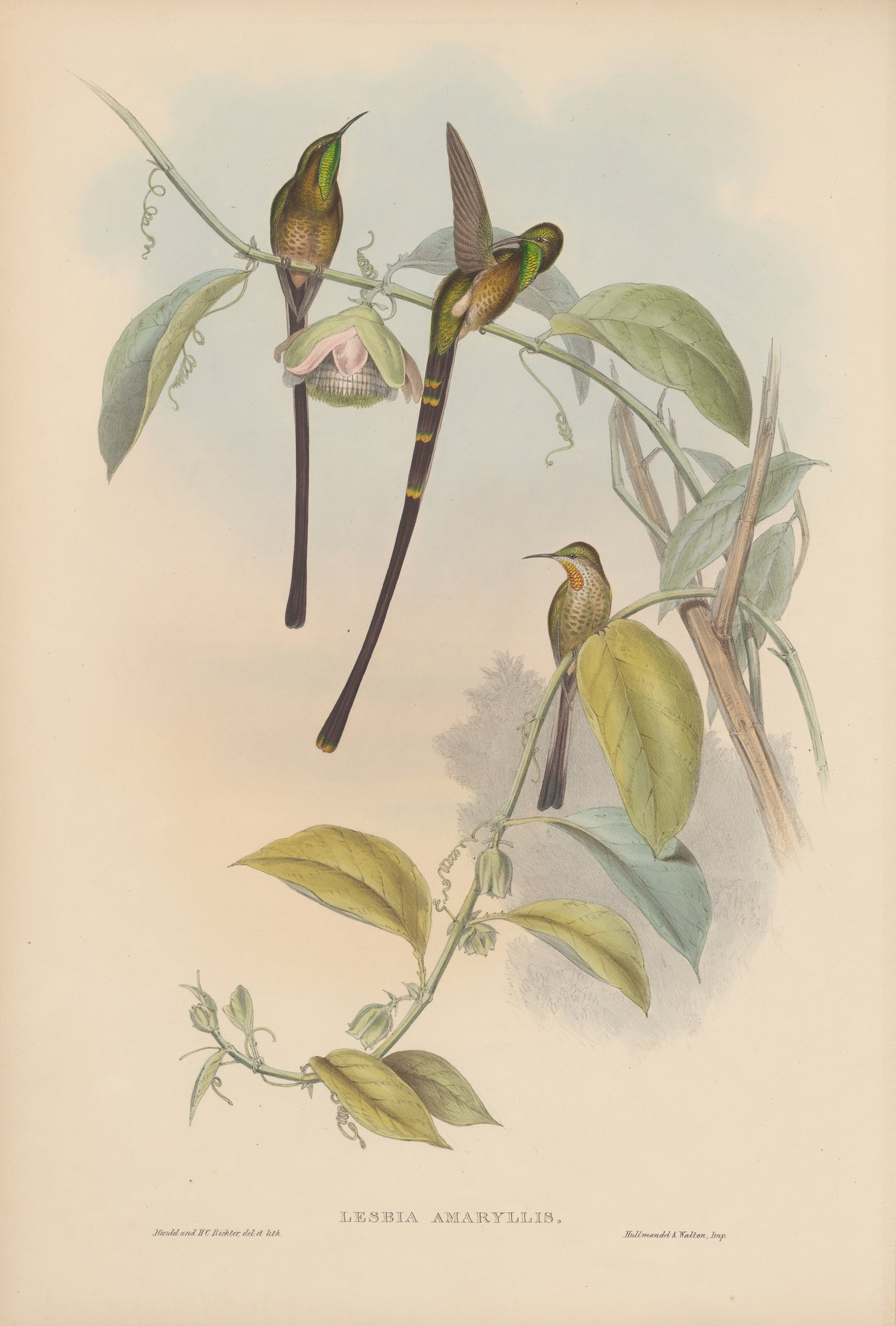 Lesbia amaryllis — John Gould
