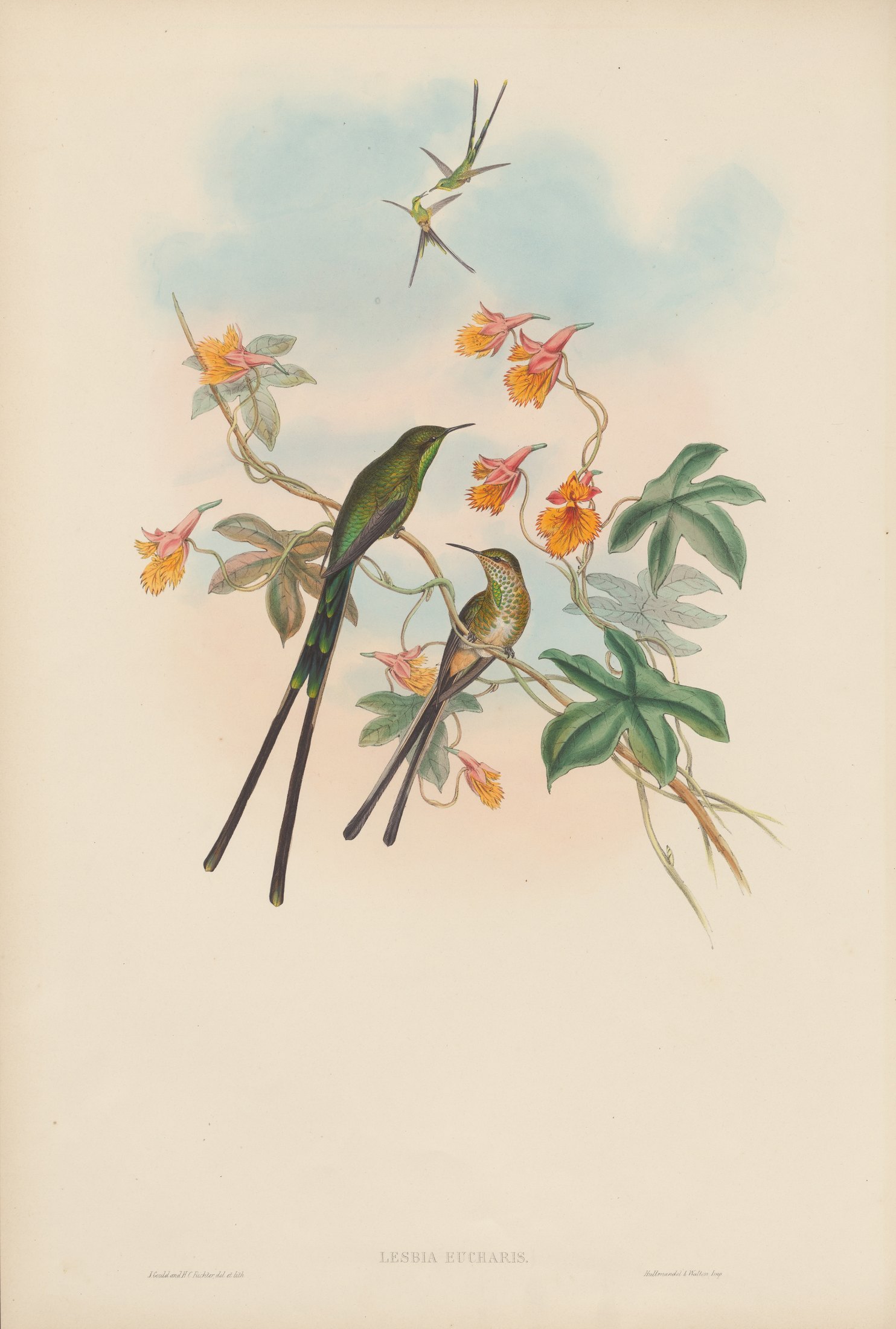 Lesbia eucharis — John Gould