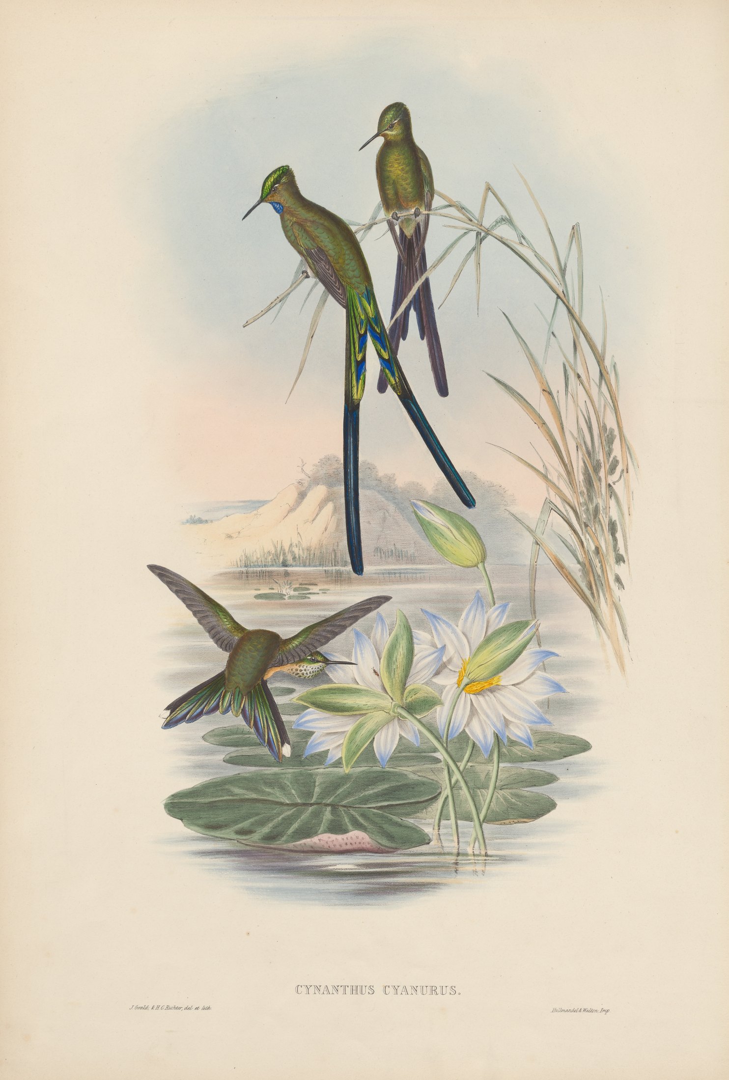 Cynanthus cyanurus — John Gould