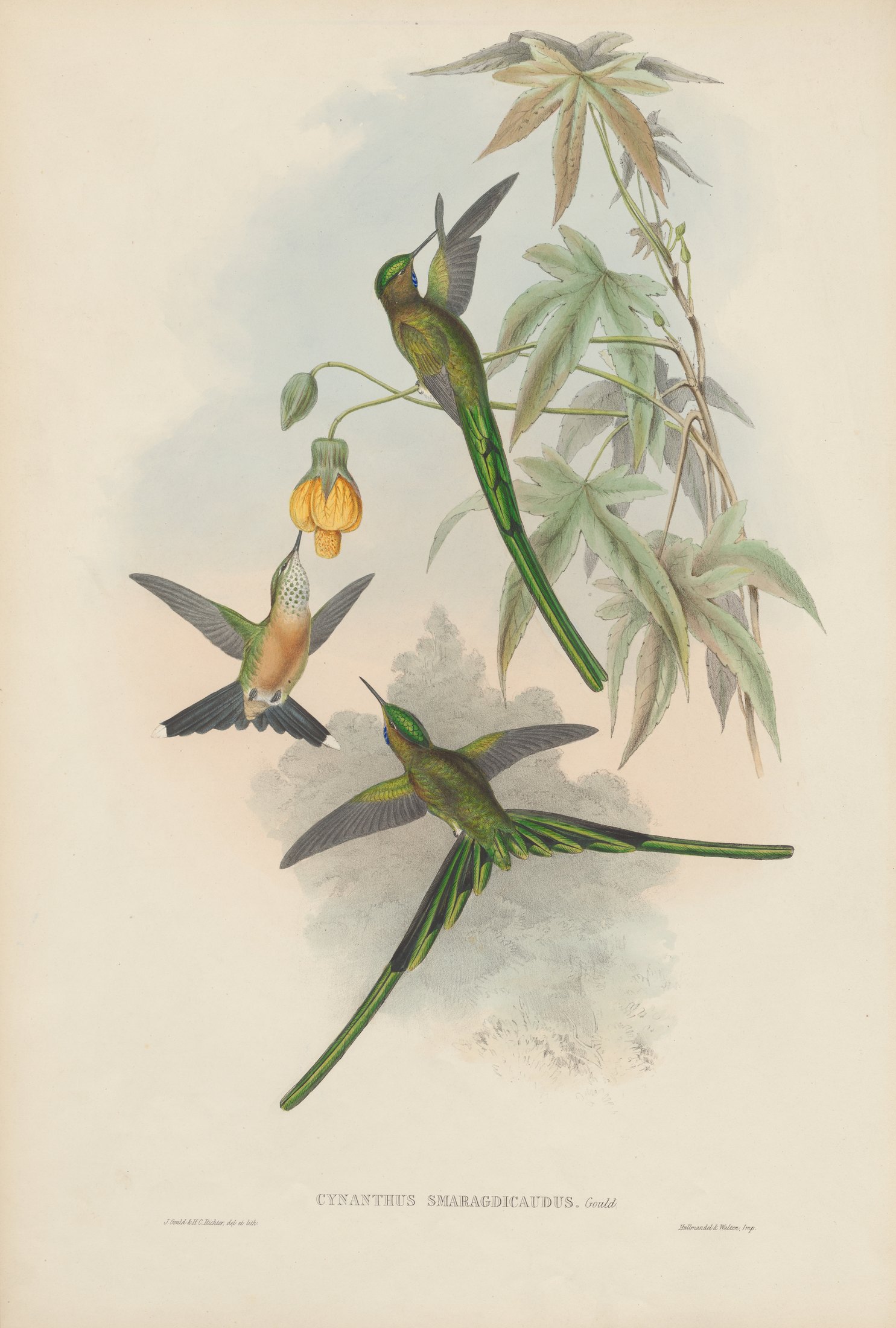 Cynanthus smaragdicaudus, Gould — John Gould