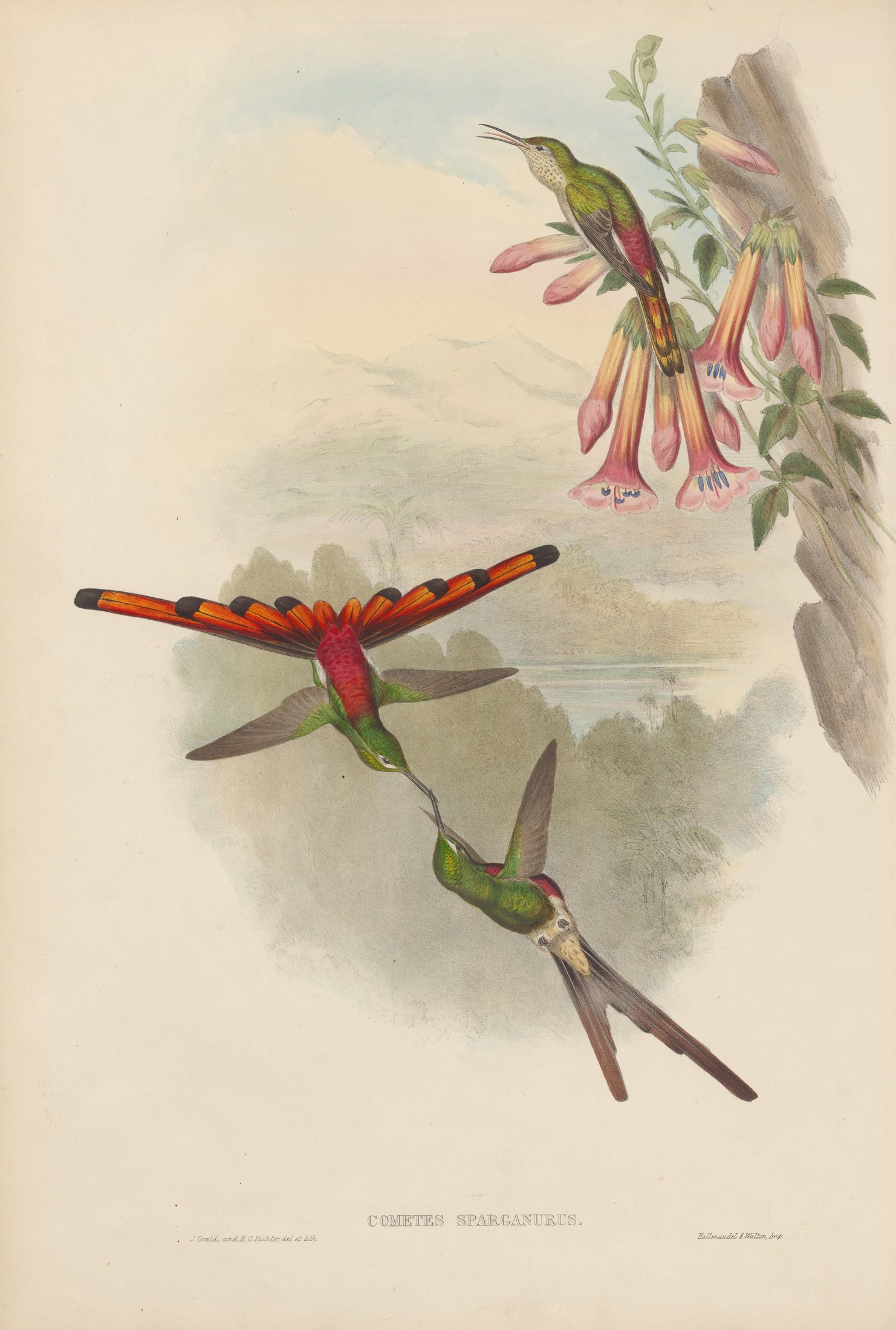 Cometes sparganurus — John Gould