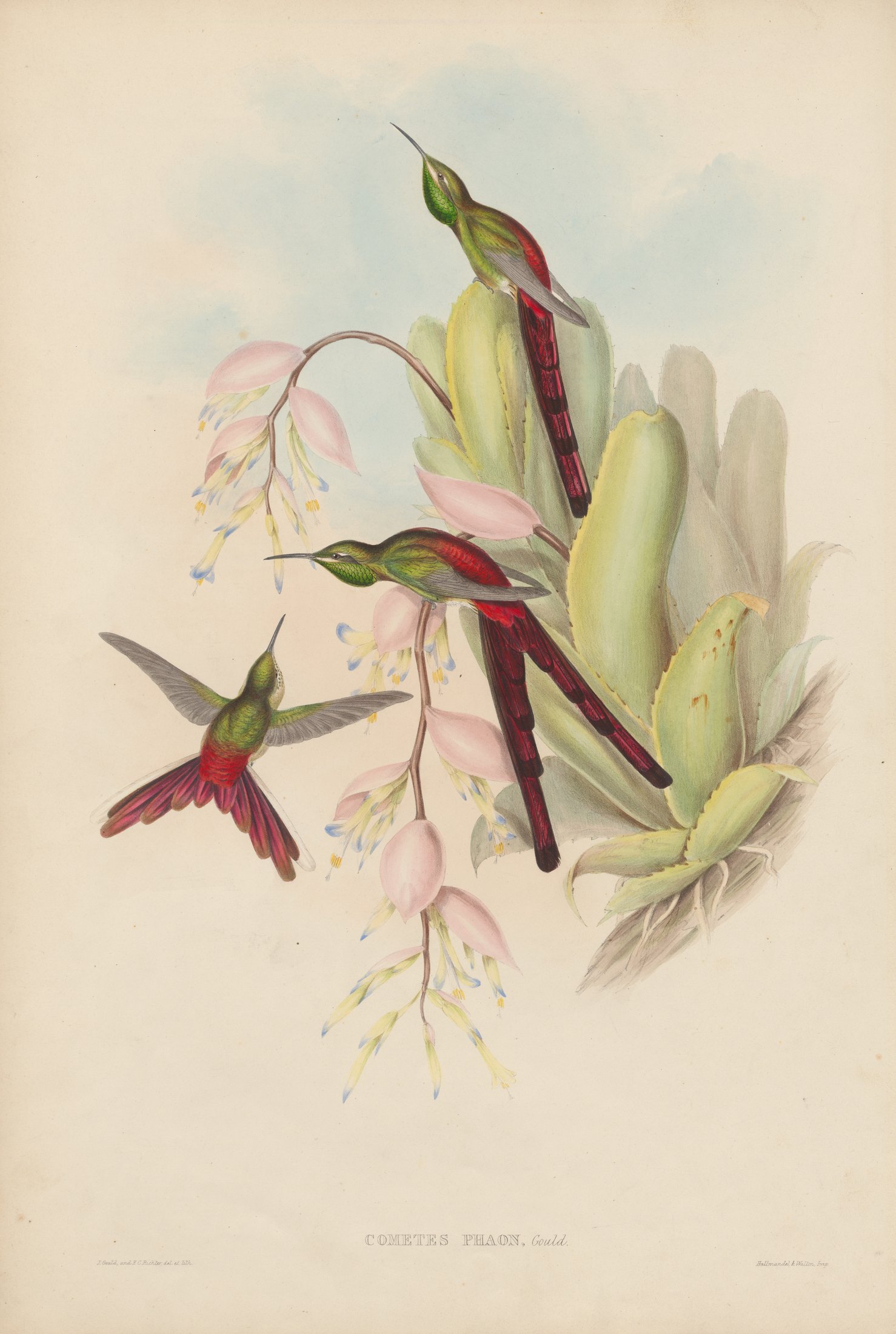 Cometes phaon, Gould — John Gould