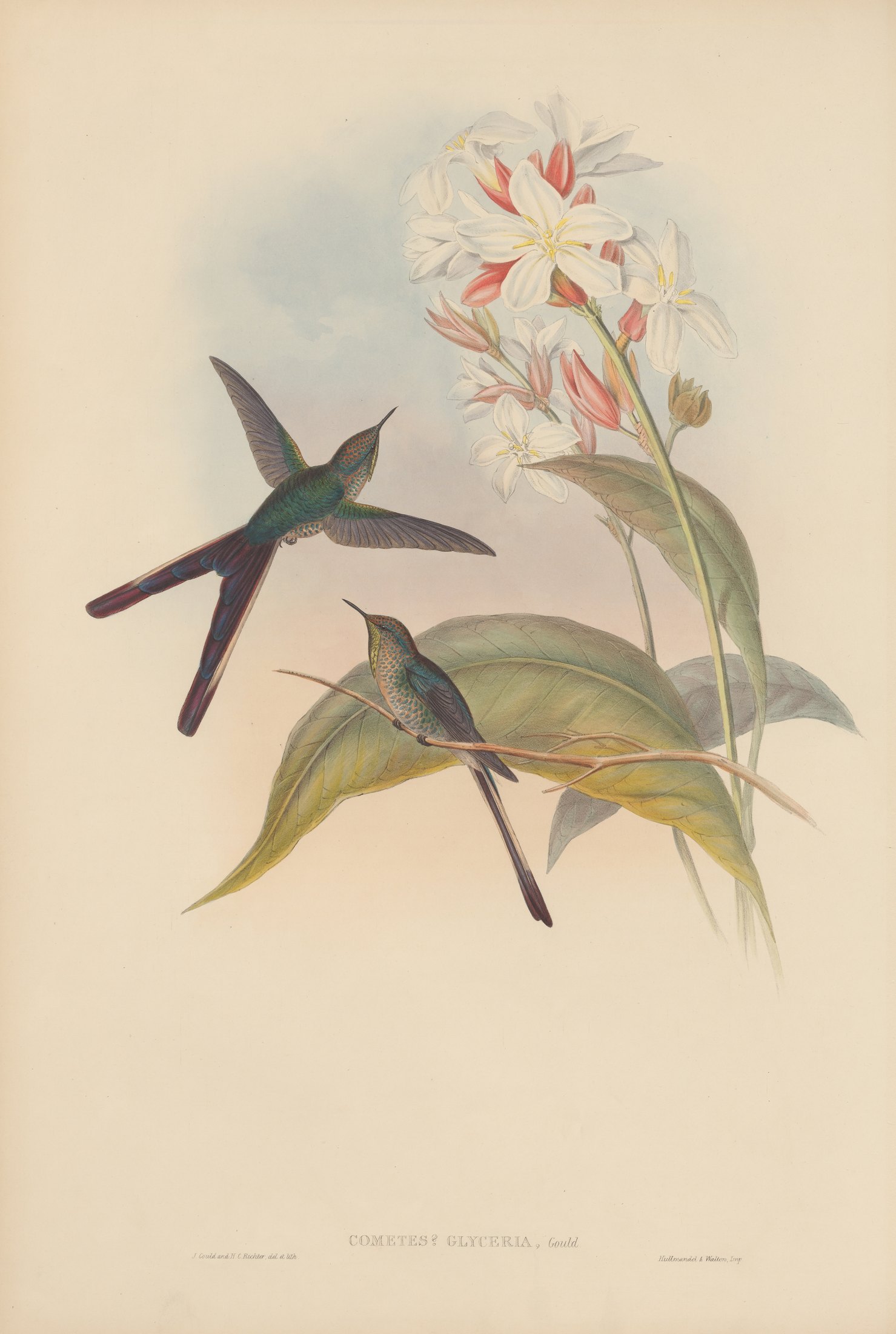 Cometes? Glyceria, Gould — John Gould