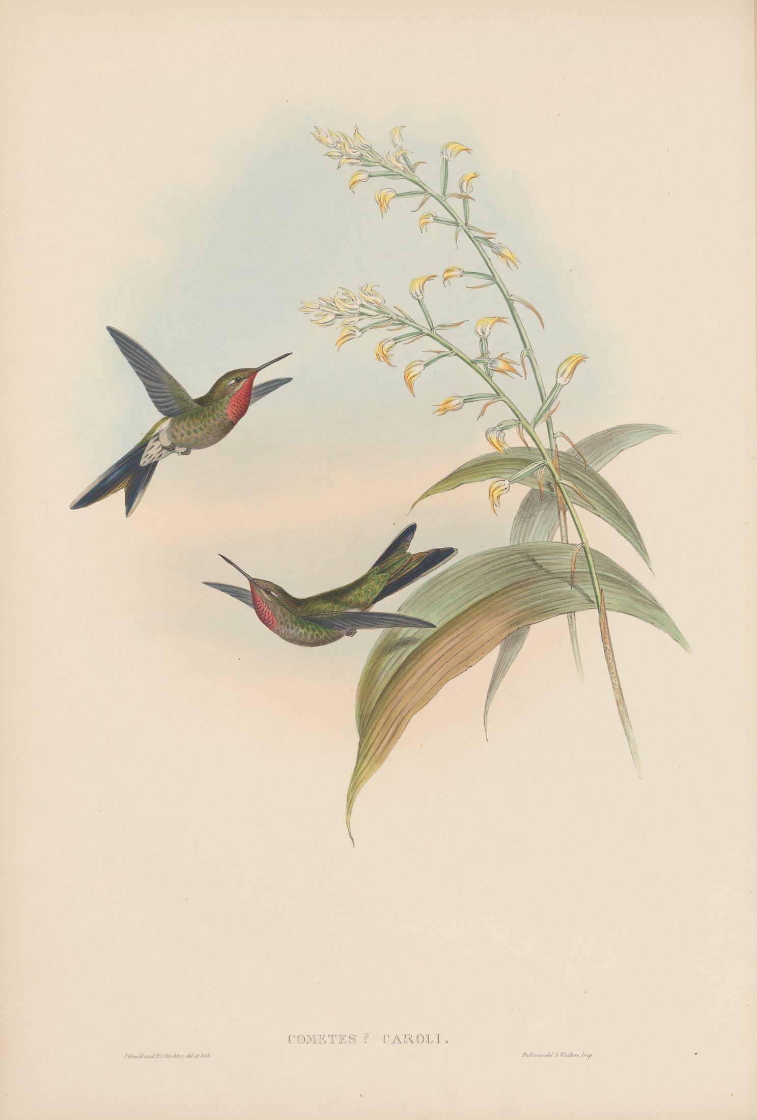 Cometes? Caroli — John Gould