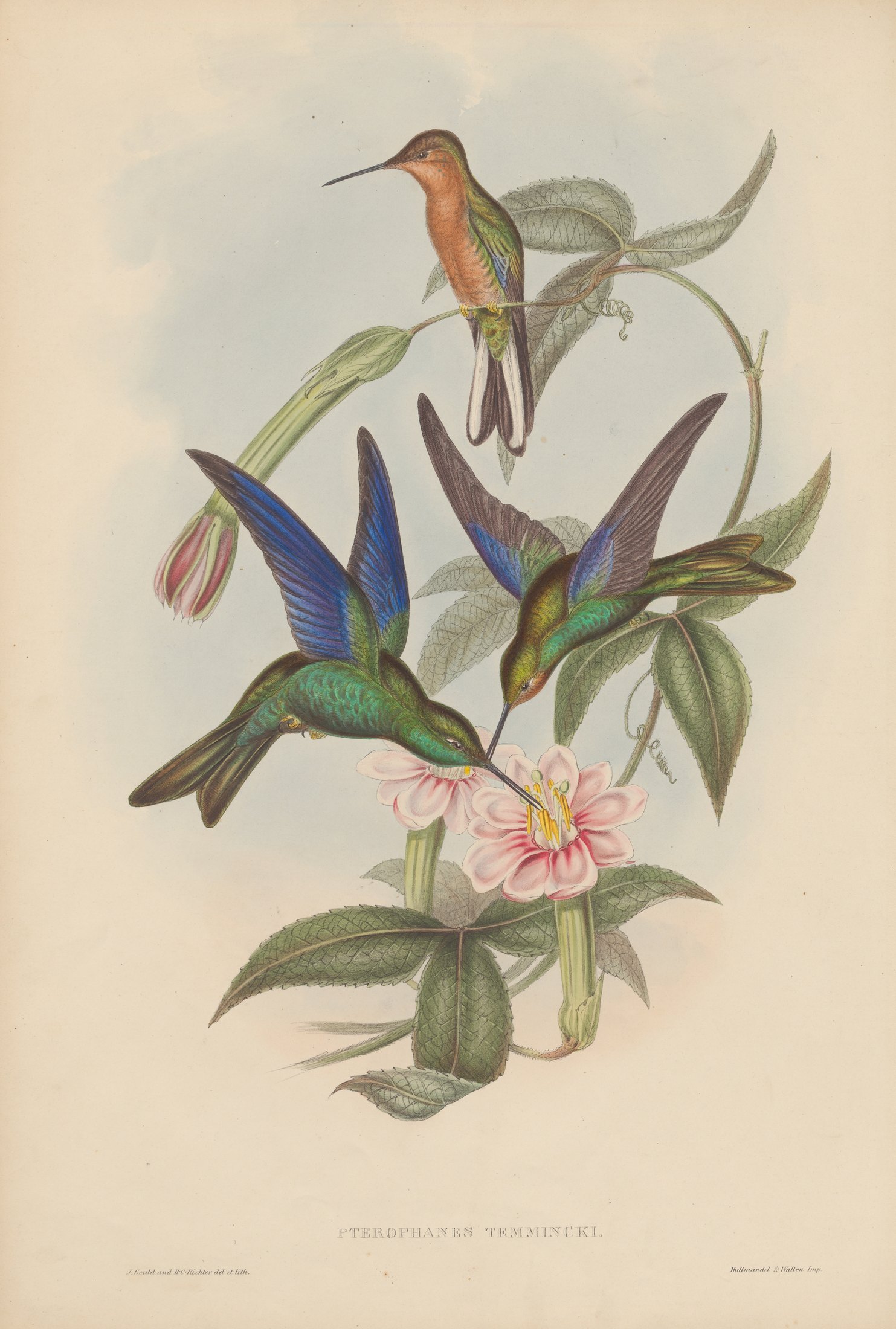 Pterophanes temmincki — John Gould