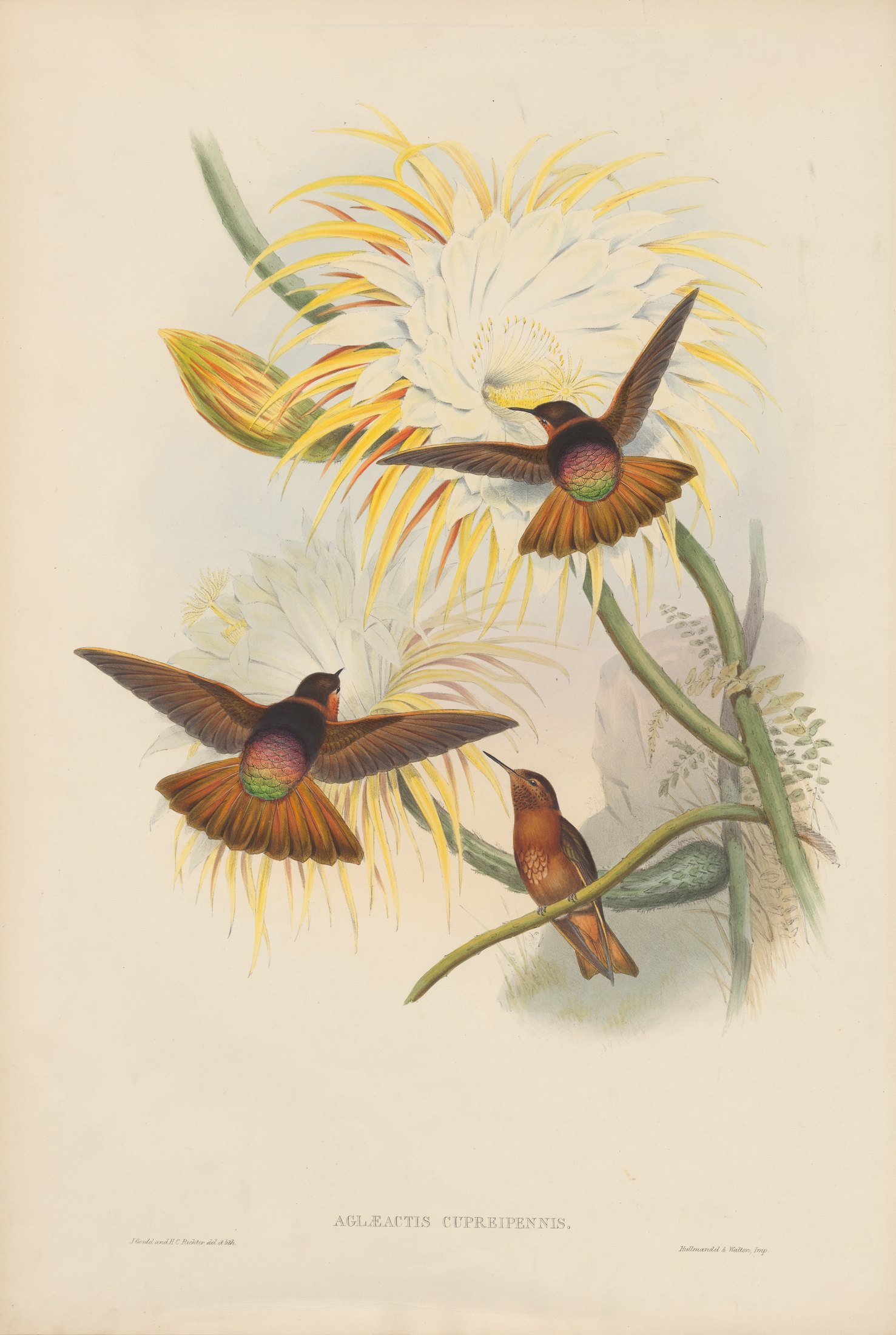 Aglæactis cupripennis — John Gould
