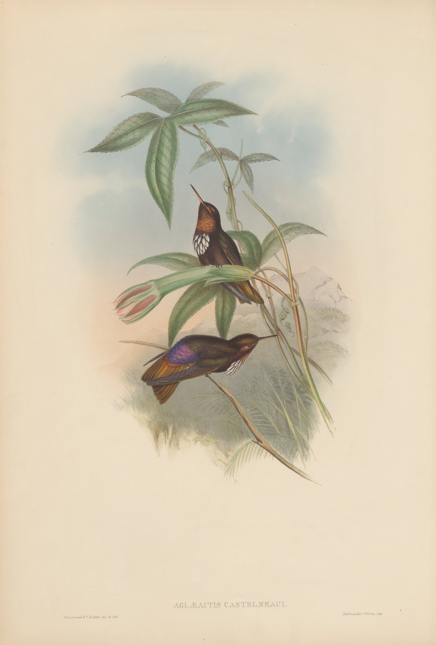 Aglæactis castelnaudi — John Gould