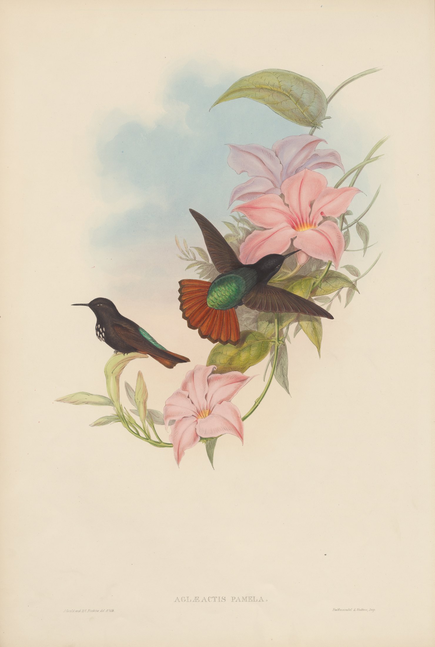 Aglæactis pamela — John Gould
