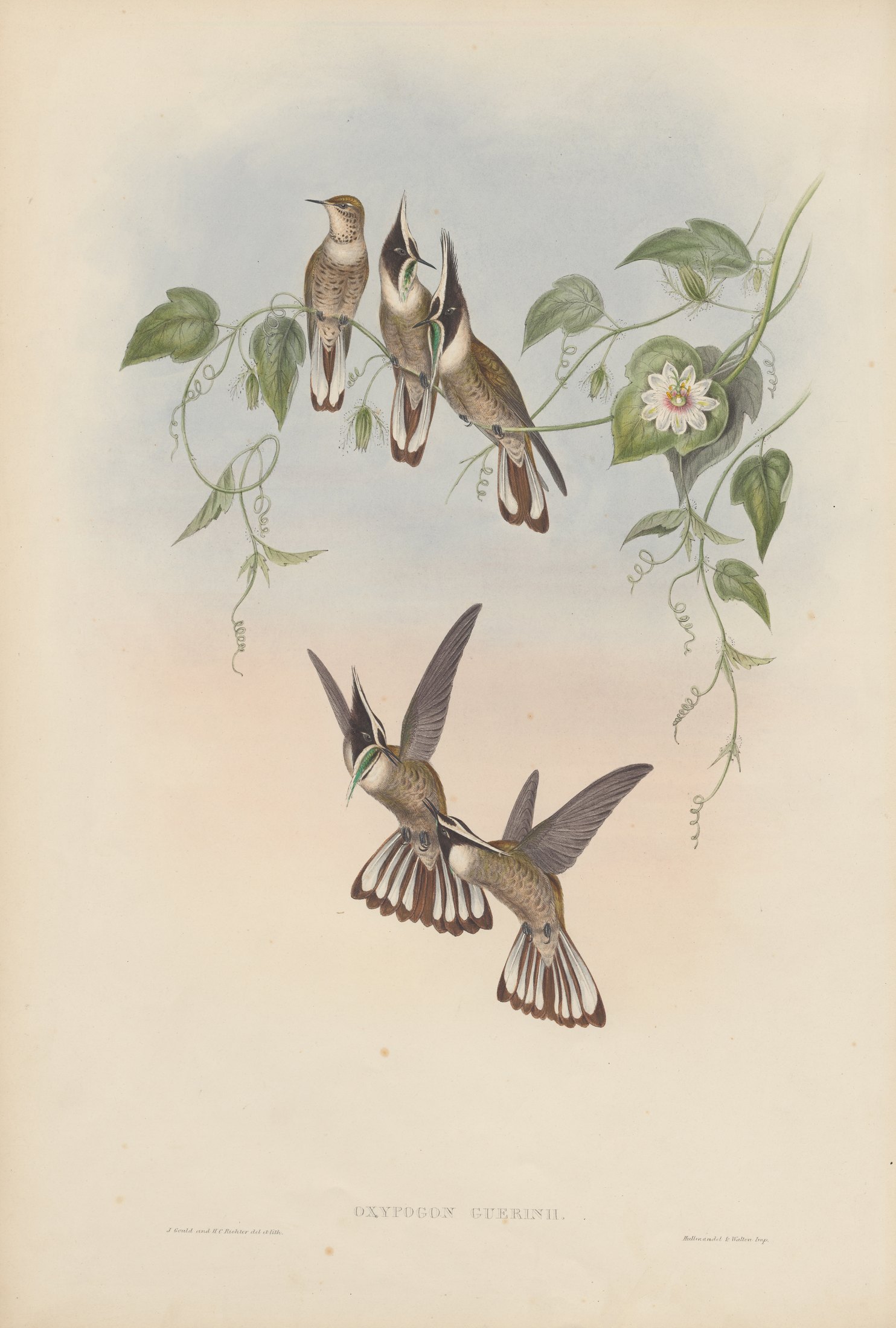 Oxypogon guerini — John Gould