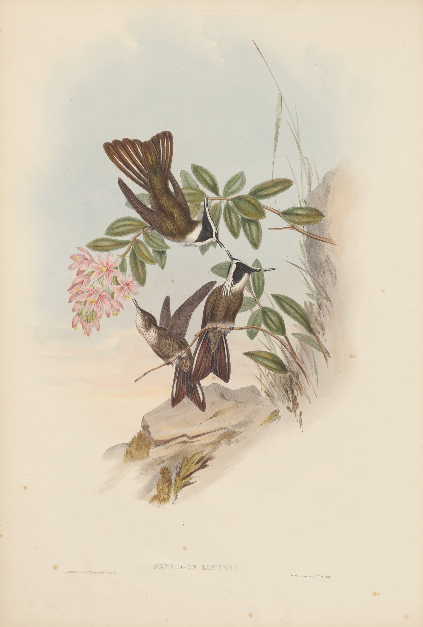Oxypogon lindeni — John Gould