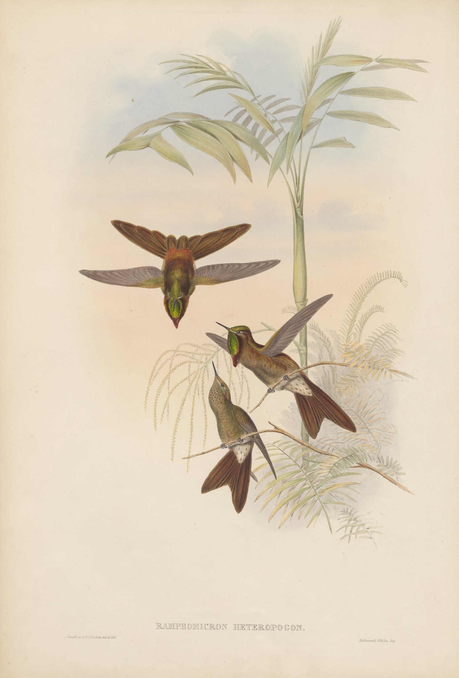 Ramphomicron heteropogon — John Gould