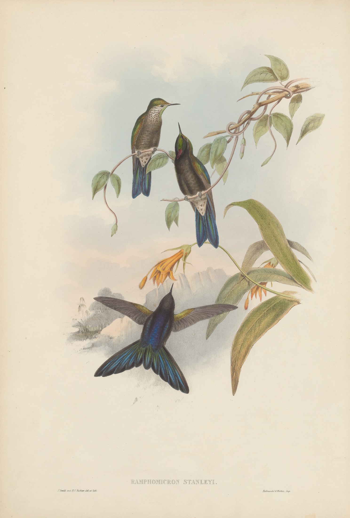 Ramphomicron stanleyi — John Gould