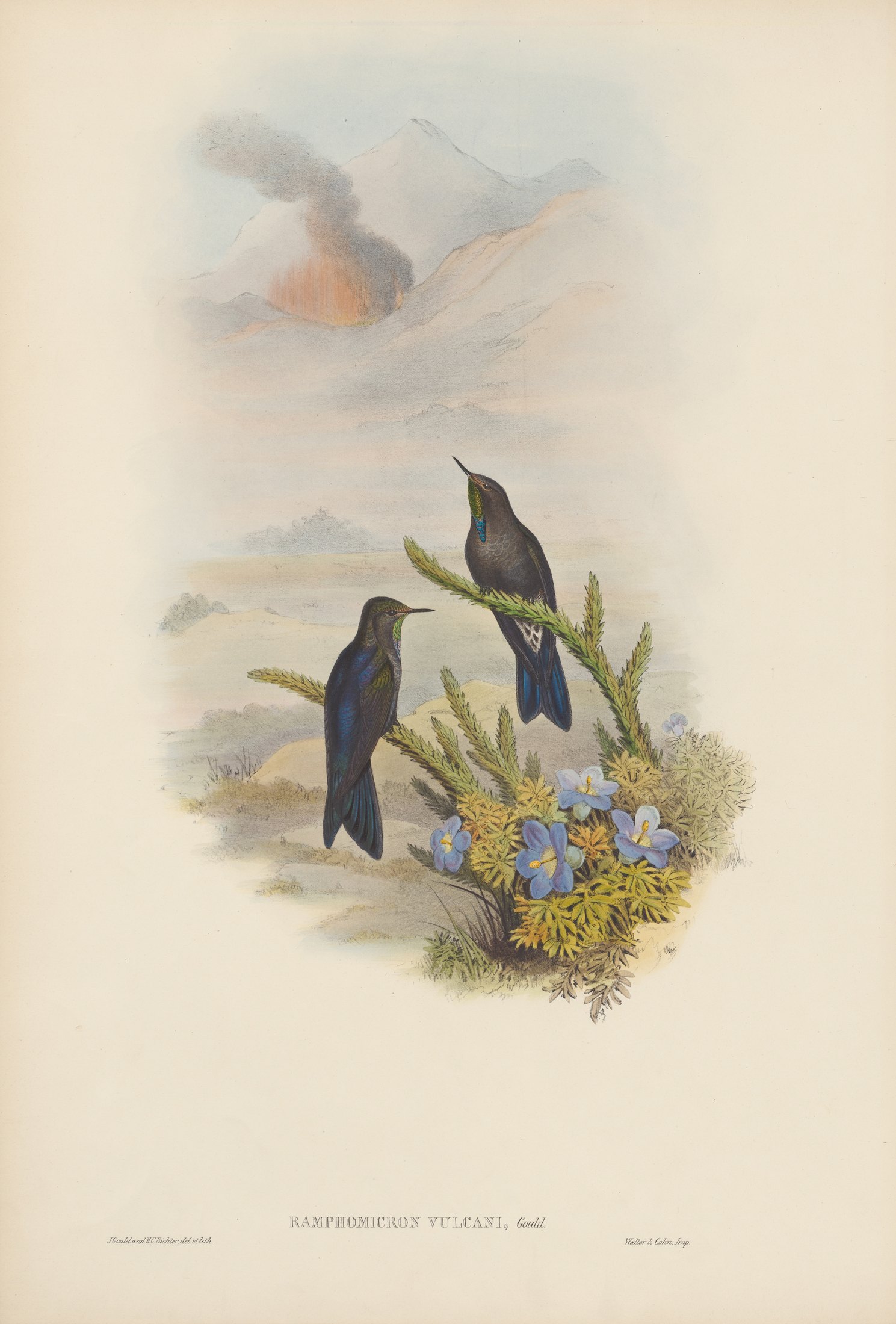 Ramphomicron vulcani, Gould — John Gould