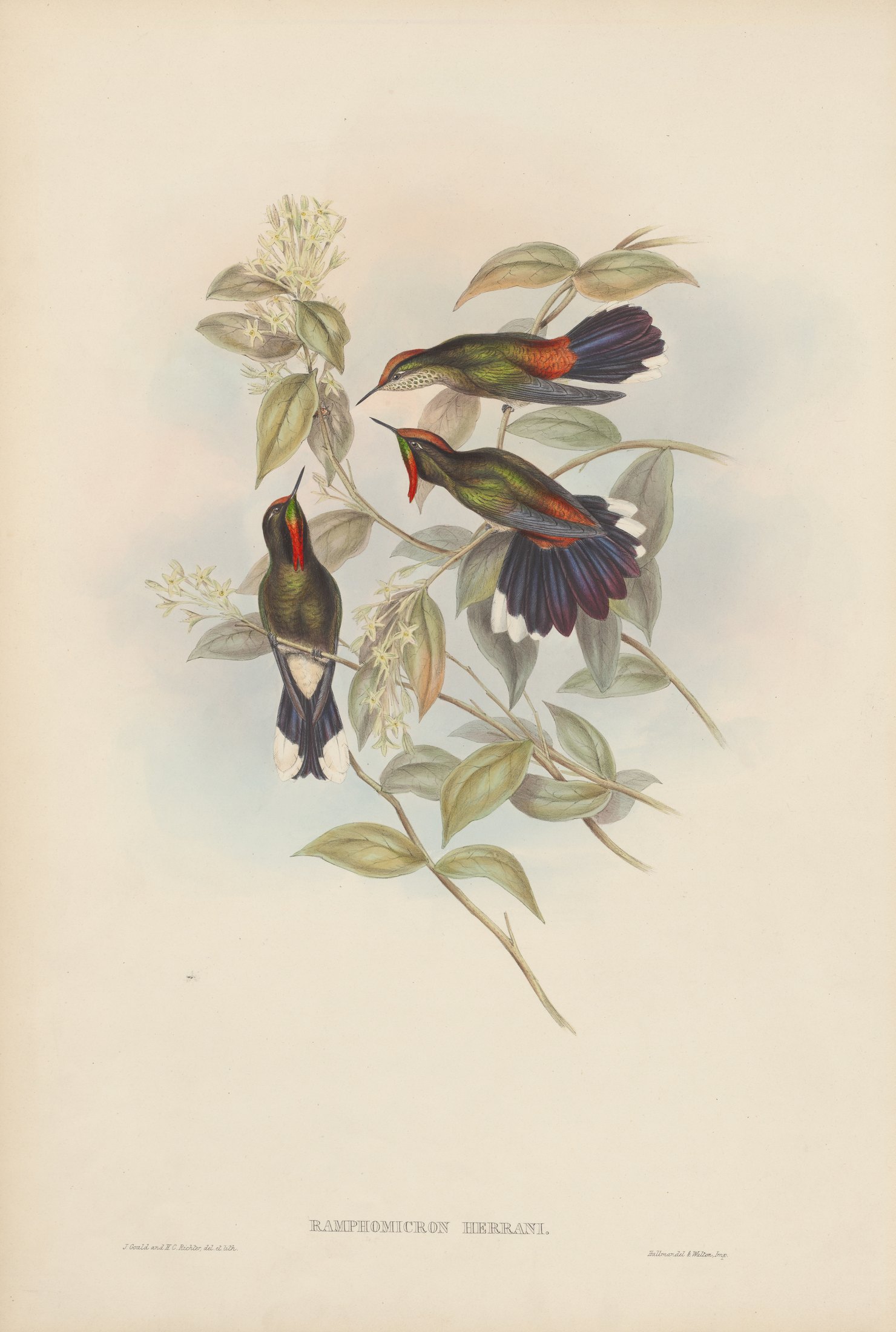 Ramphomicron herrani — John Gould