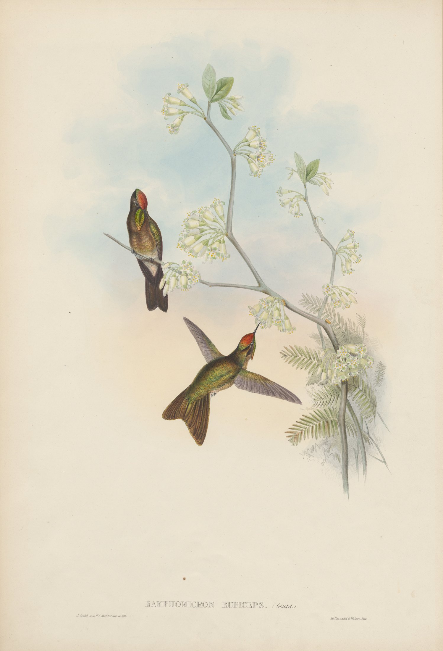 Ramphomicron ruficeps, Gould — John Gould