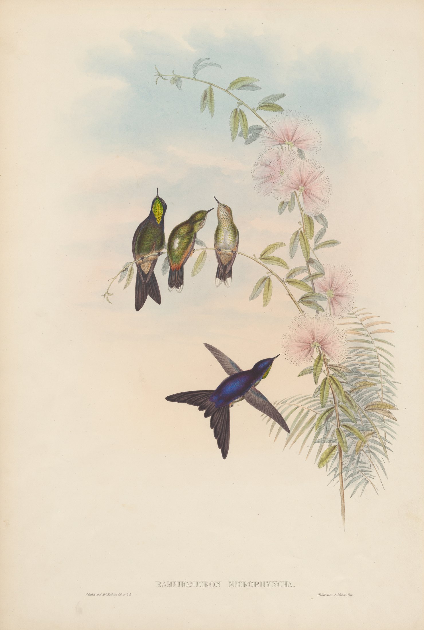 Ramphomicron microrhyncha — John Gould
