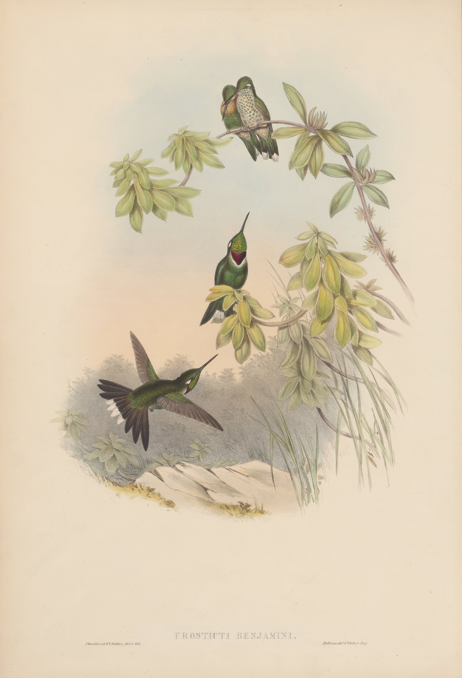 Urosticte benjamini — John Gould