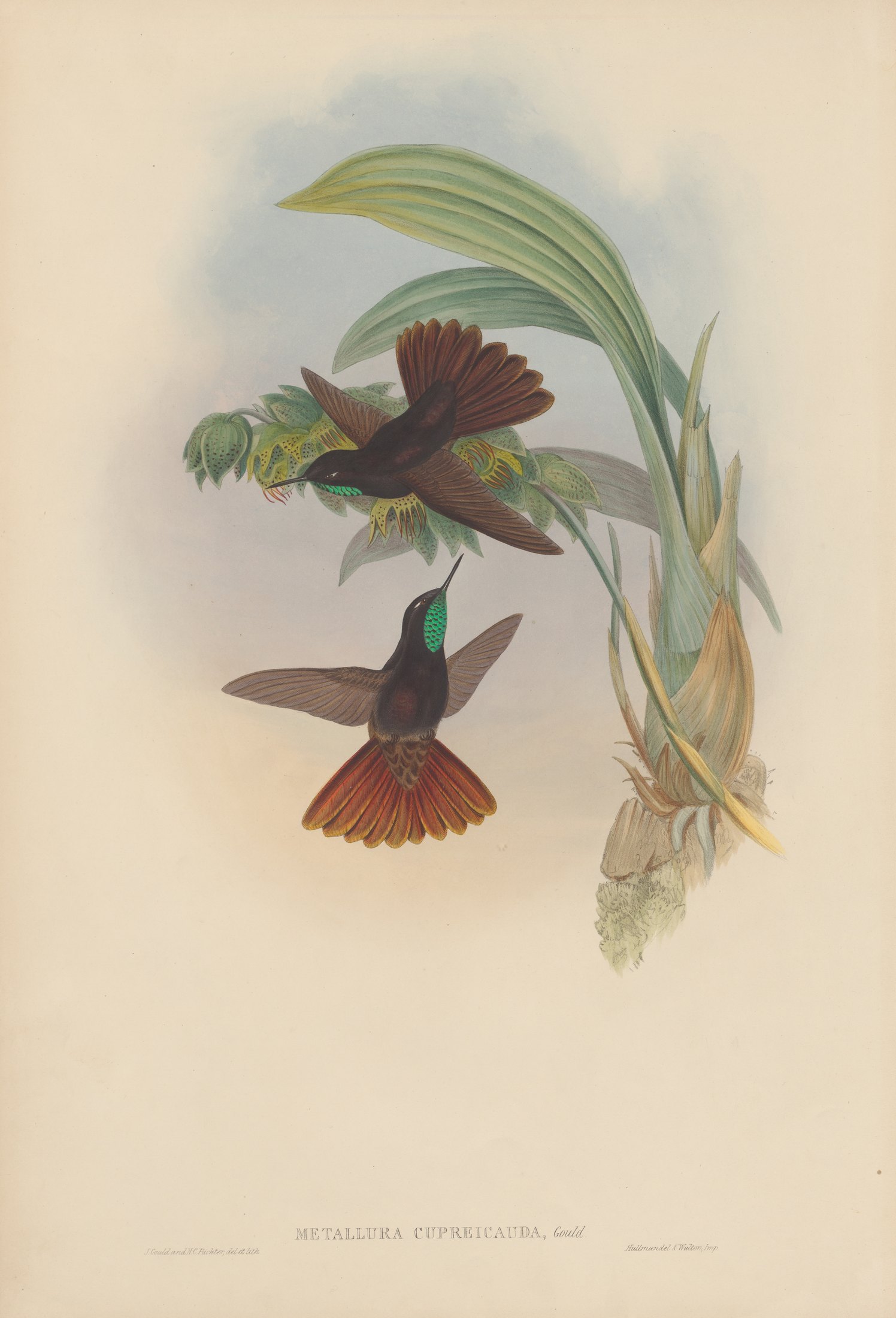 Metallura cupreicauda, Gould — John Gould