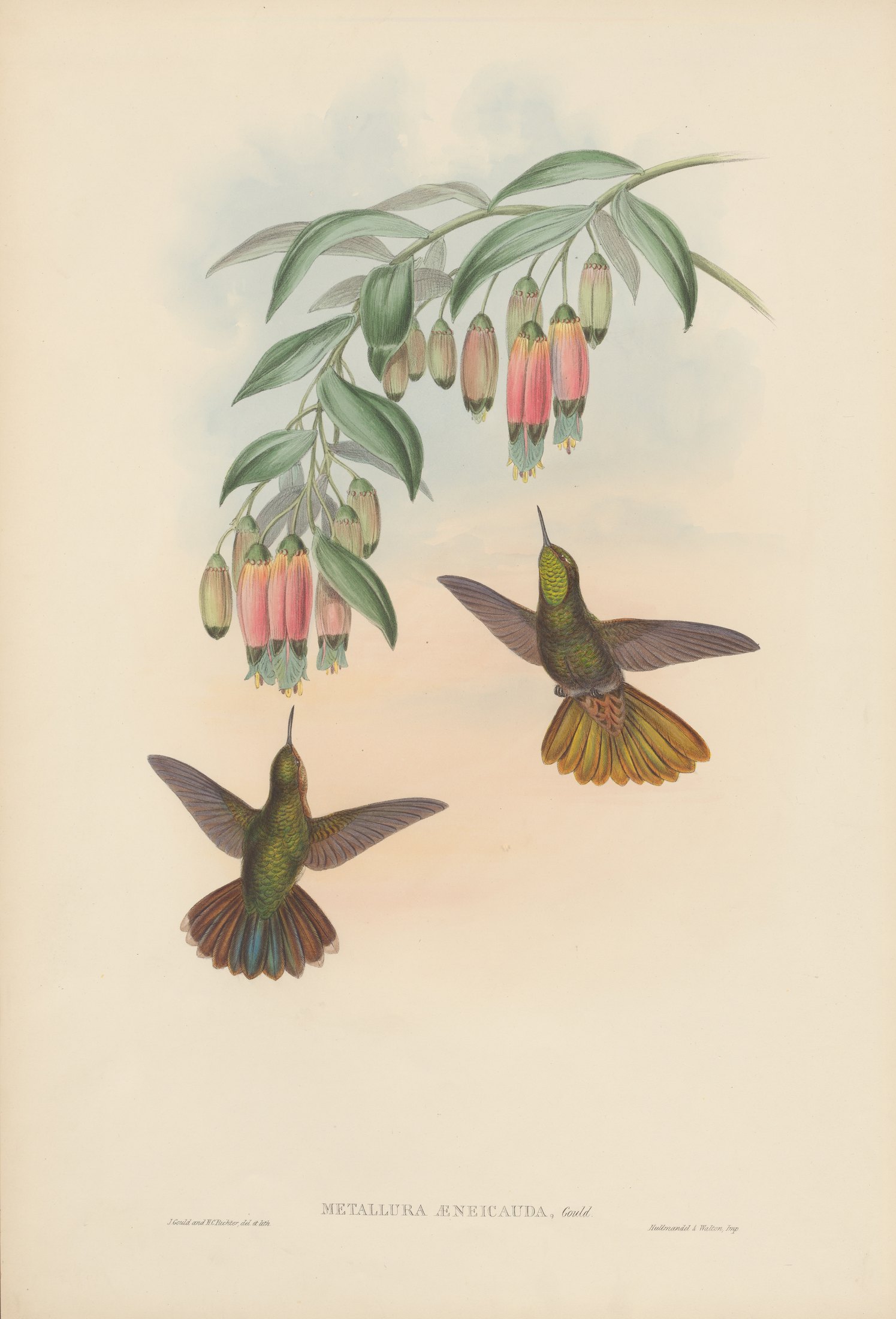 Metallura æneicauda, Gould — John Gould