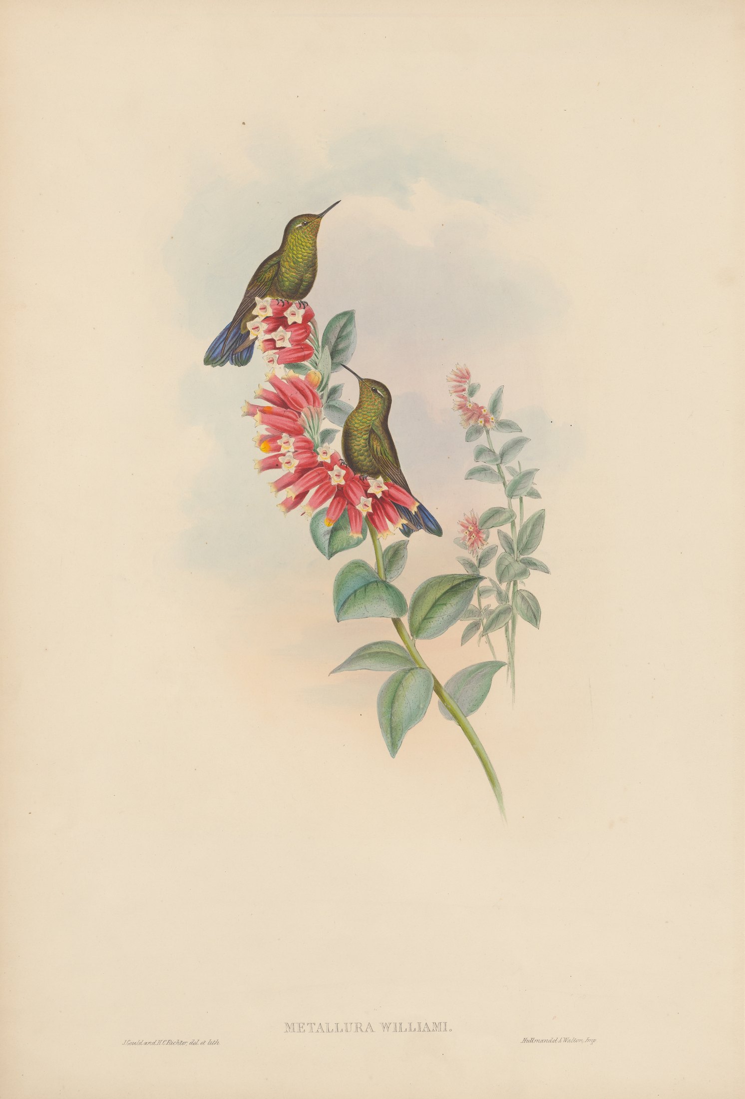 Metallura williami — John Gould