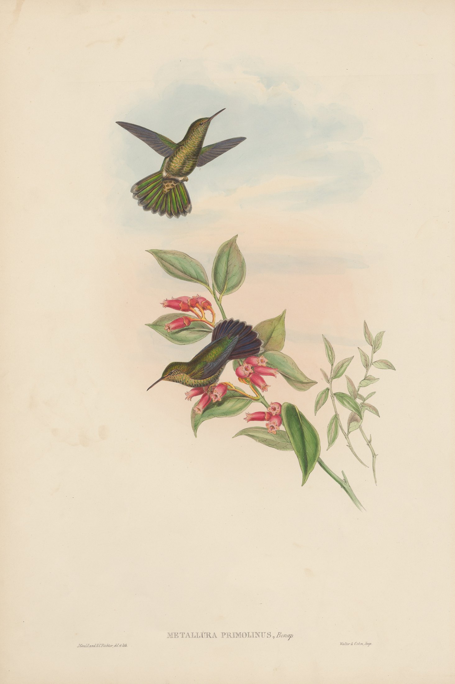 Metallura primolinus — John Gould