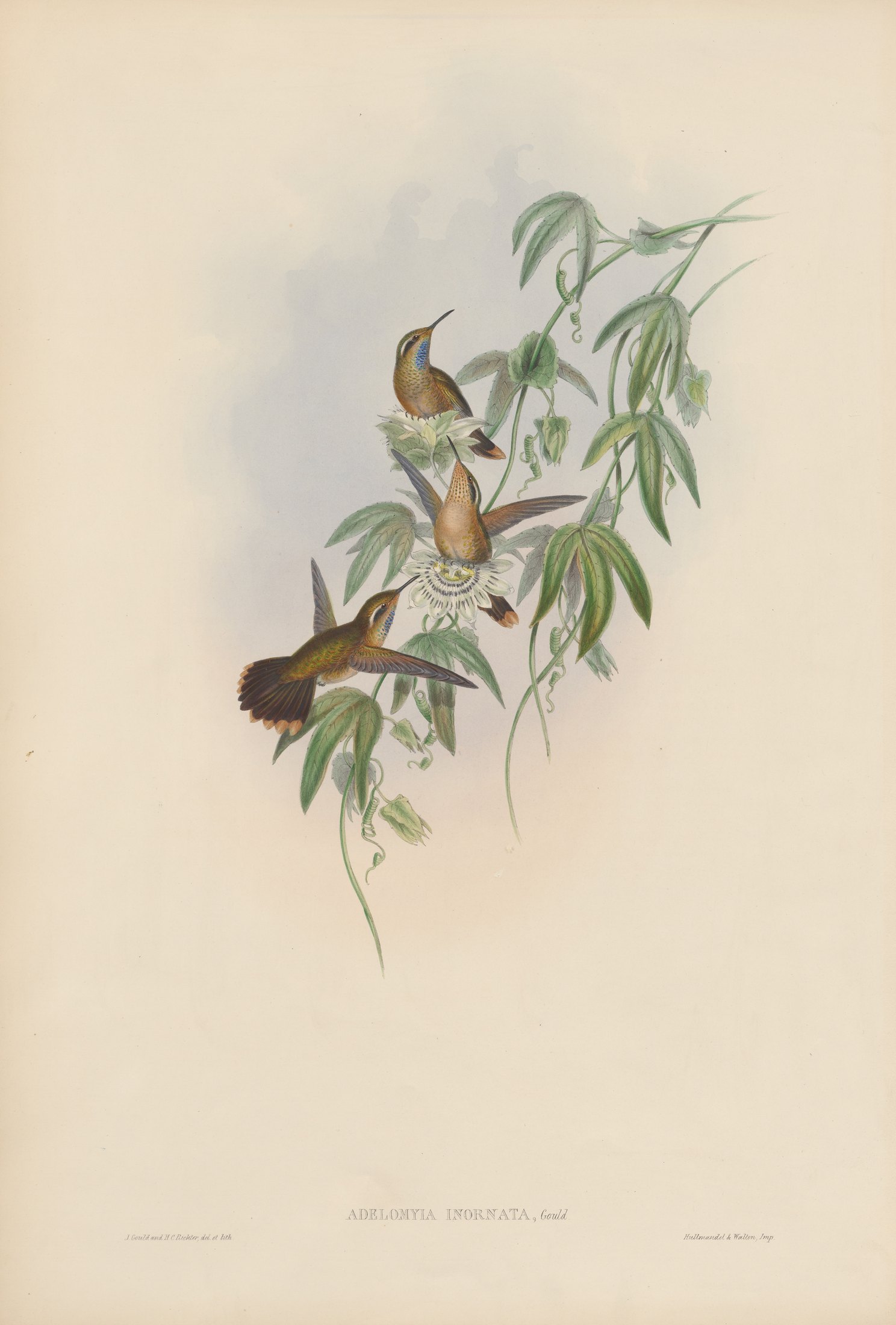 Adelomyia inornata — John Gould
