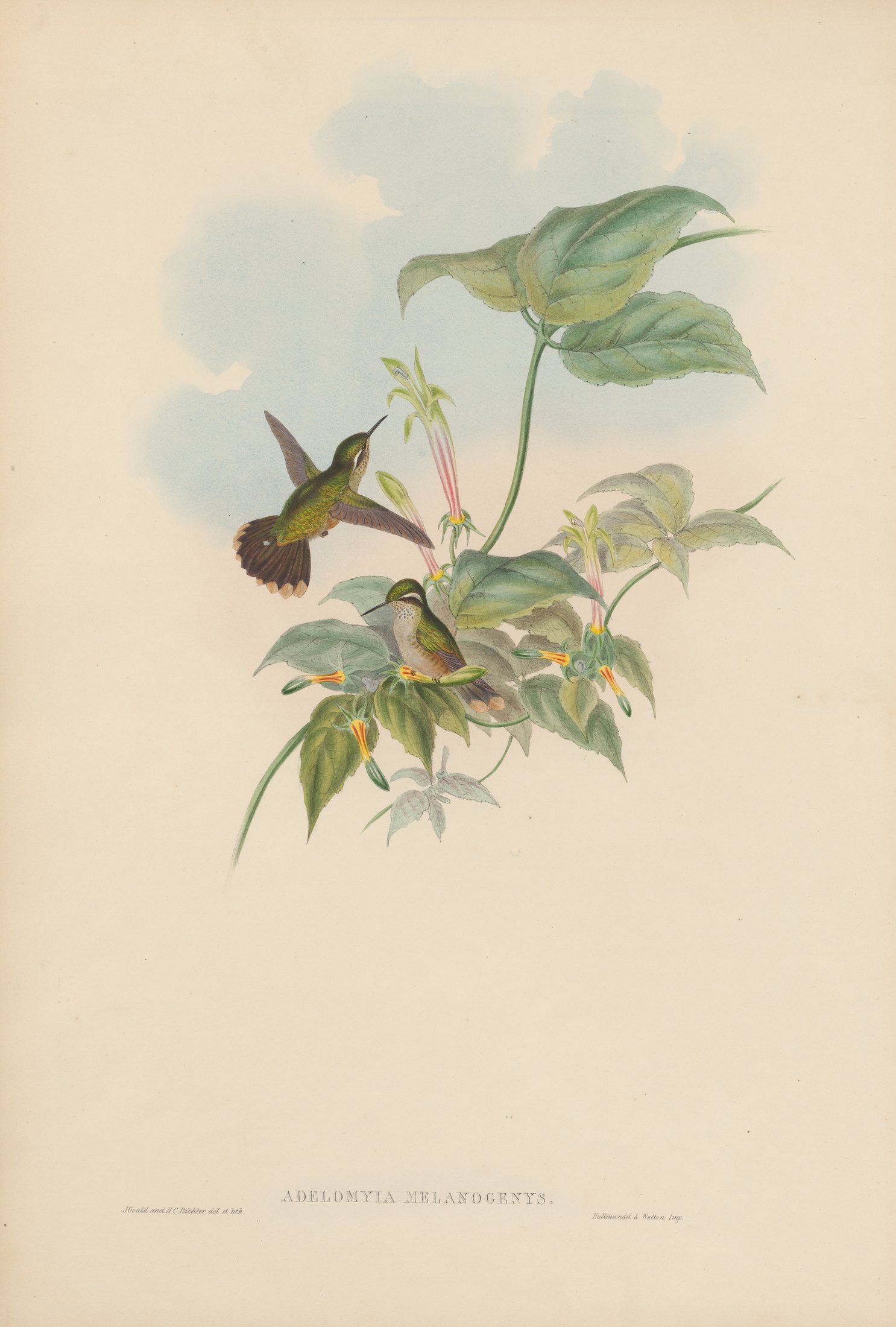 Adelomyia melanogenys — John Gould