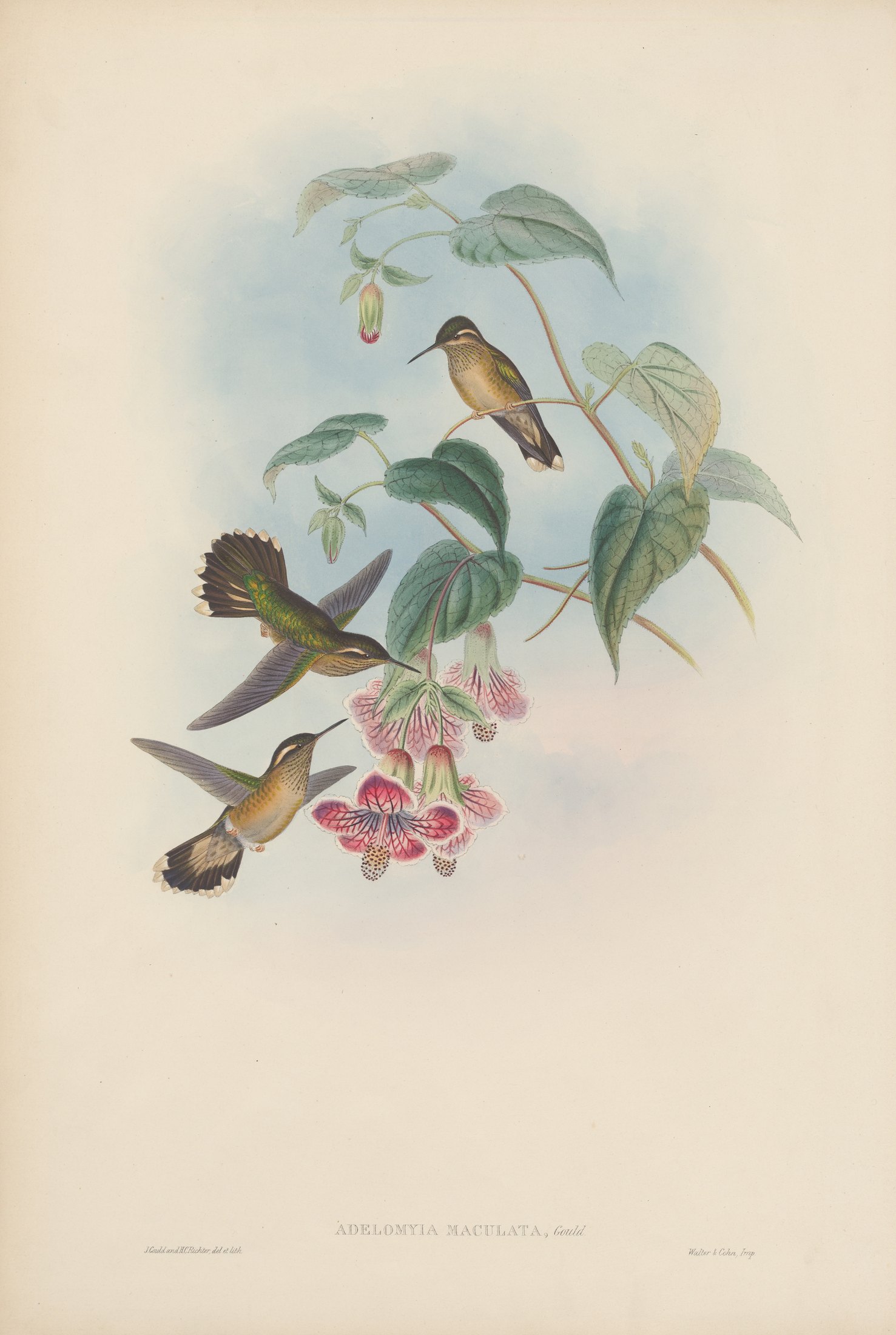 Adelomyia maculata, Gould — John Gould