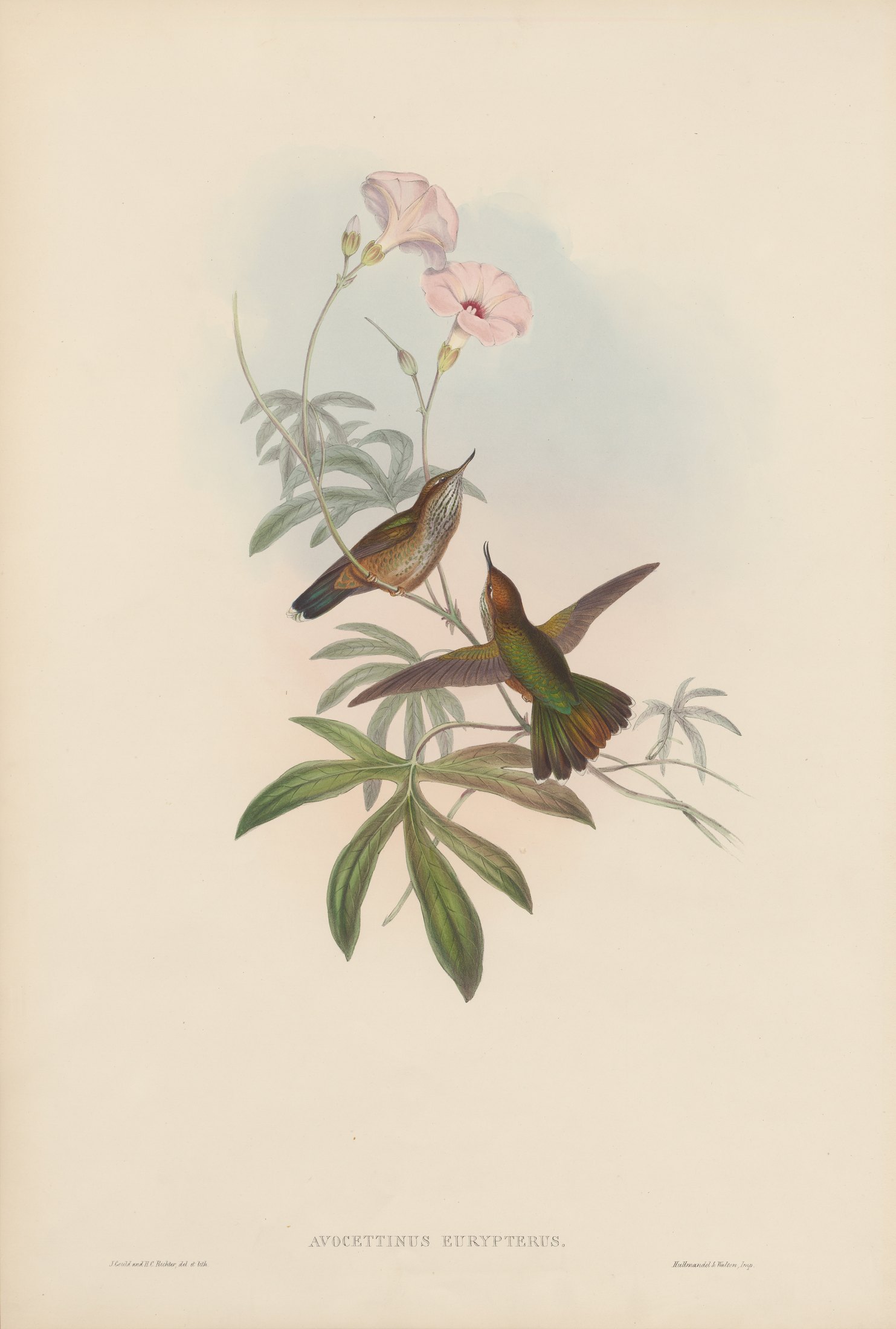 Avocettinus eurypterus — John Gould