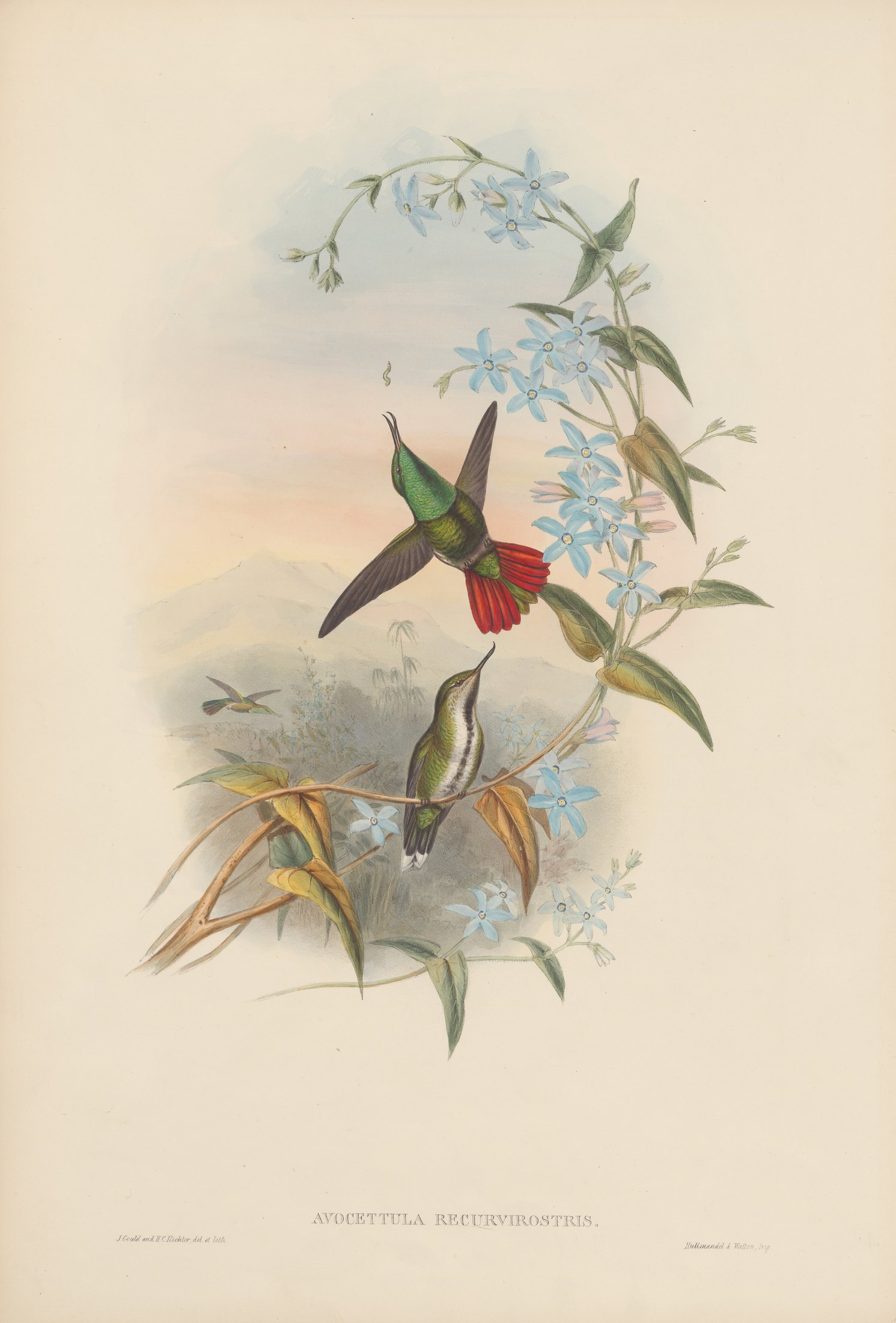 Avocettula recurvirostris — John Gould