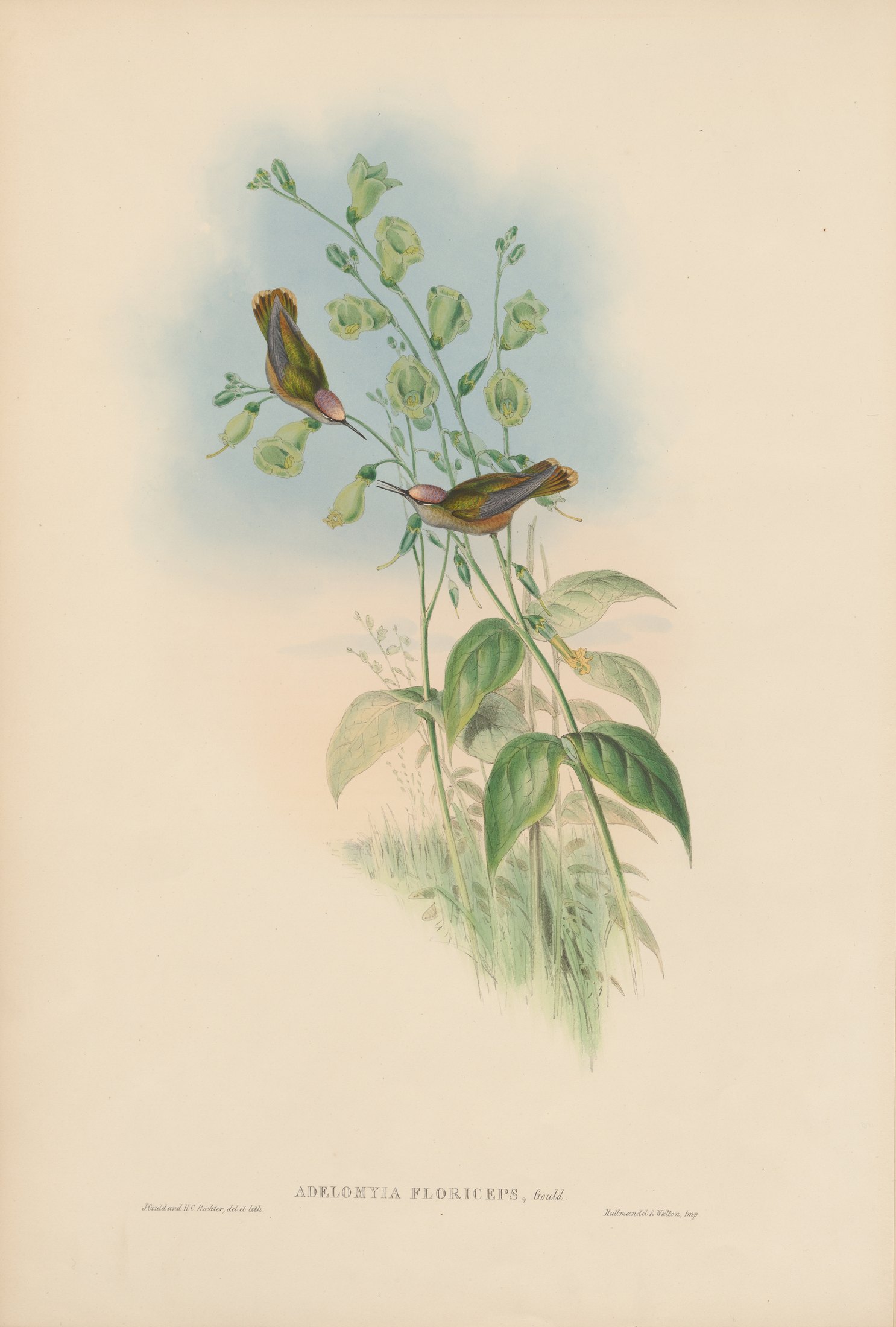 Adelomyia floriceps, Gould — John Gould
