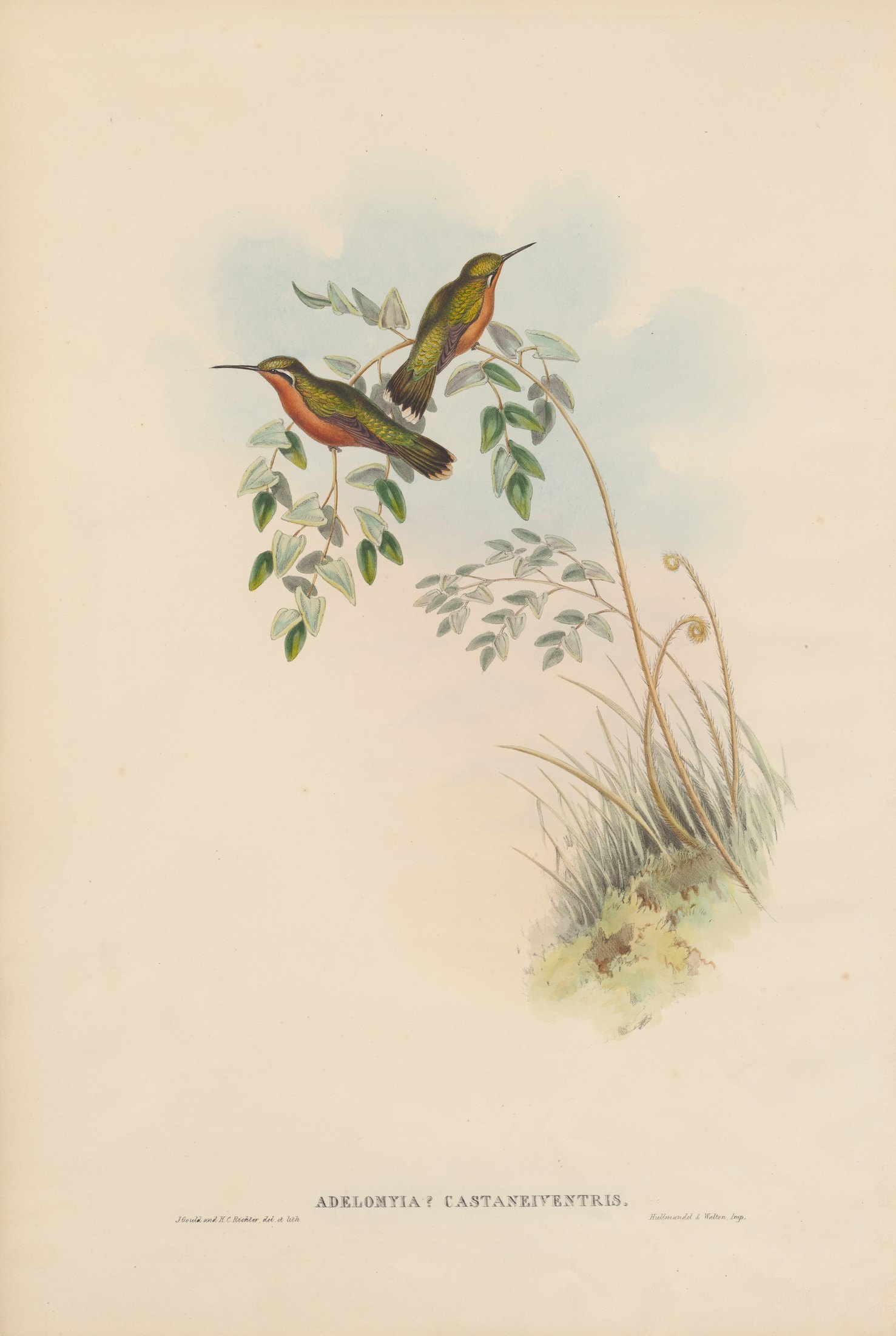 Adelomyia? casteneiventris, Gould — John Gould