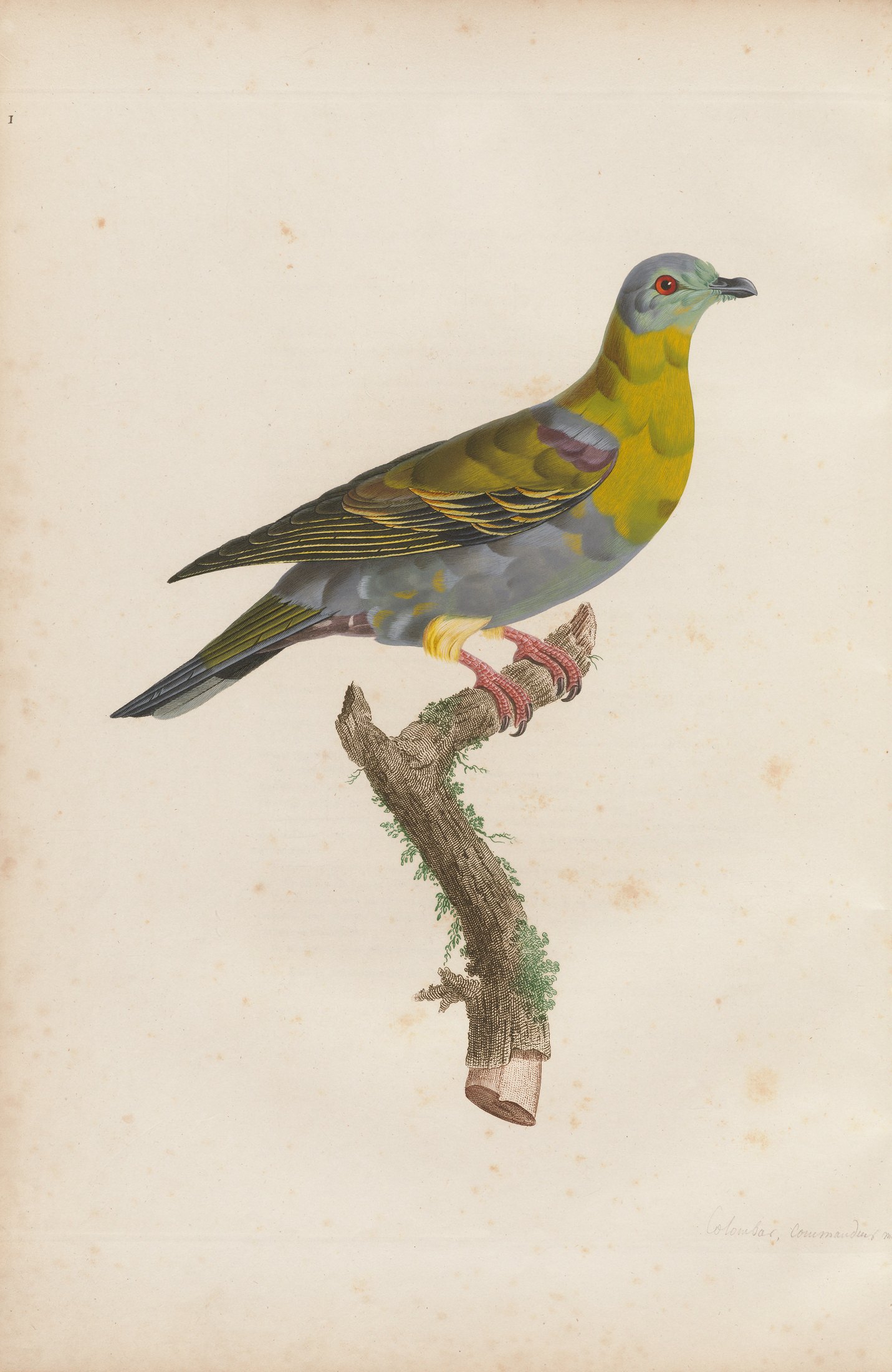 Columba militaris — C. J. Temminck and Pauline Knip