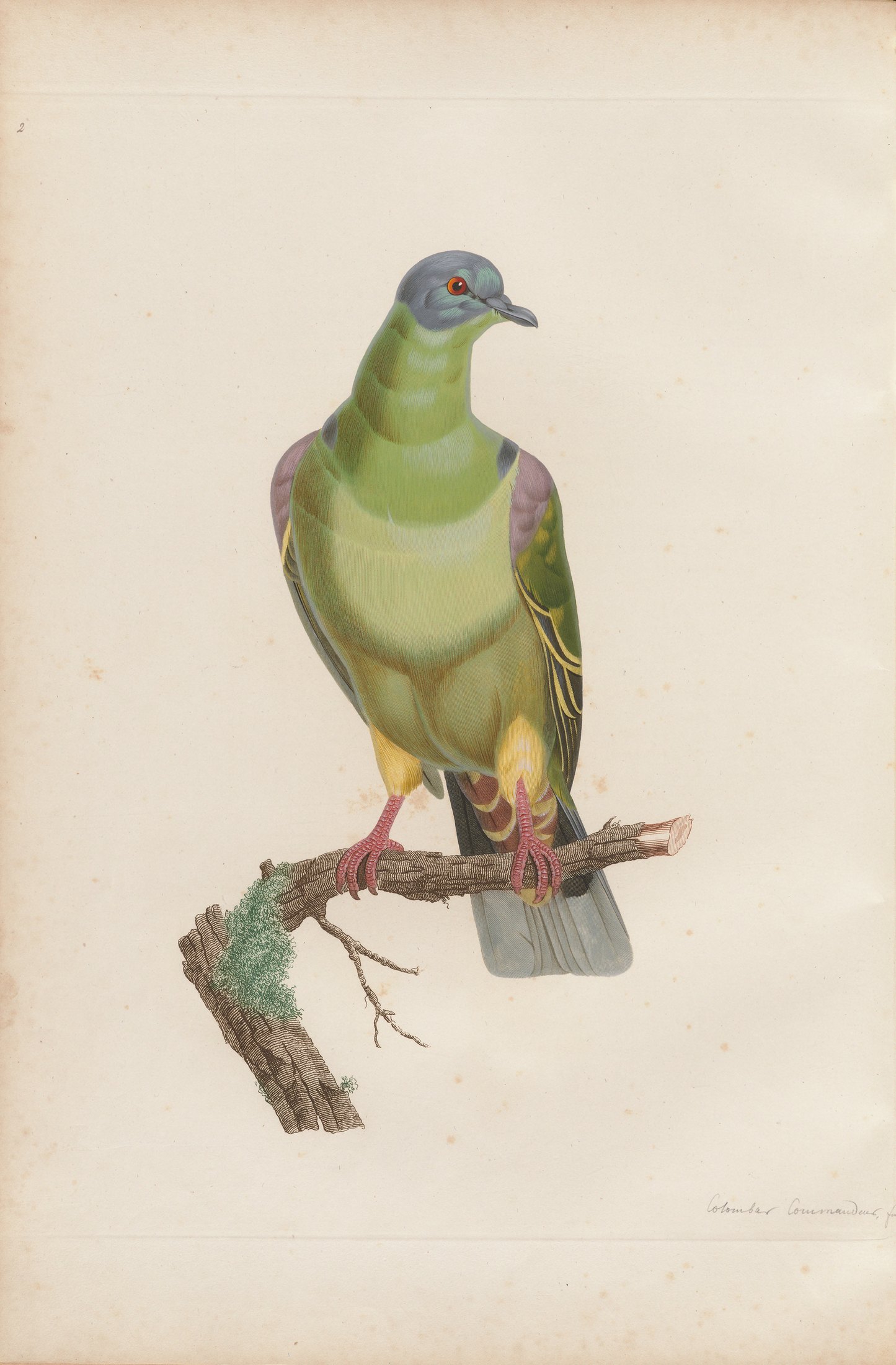 Columba militaris — C. J. Temminck and Pauline Knip