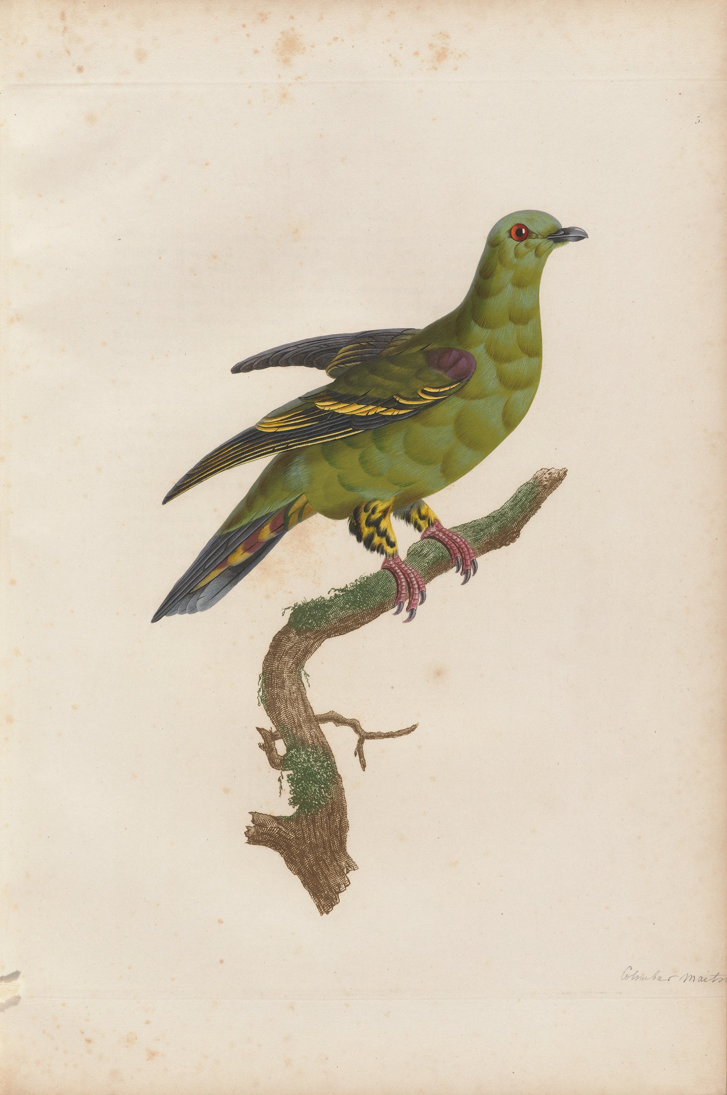 Columba australis — C. J. Temminck and Pauline Knip