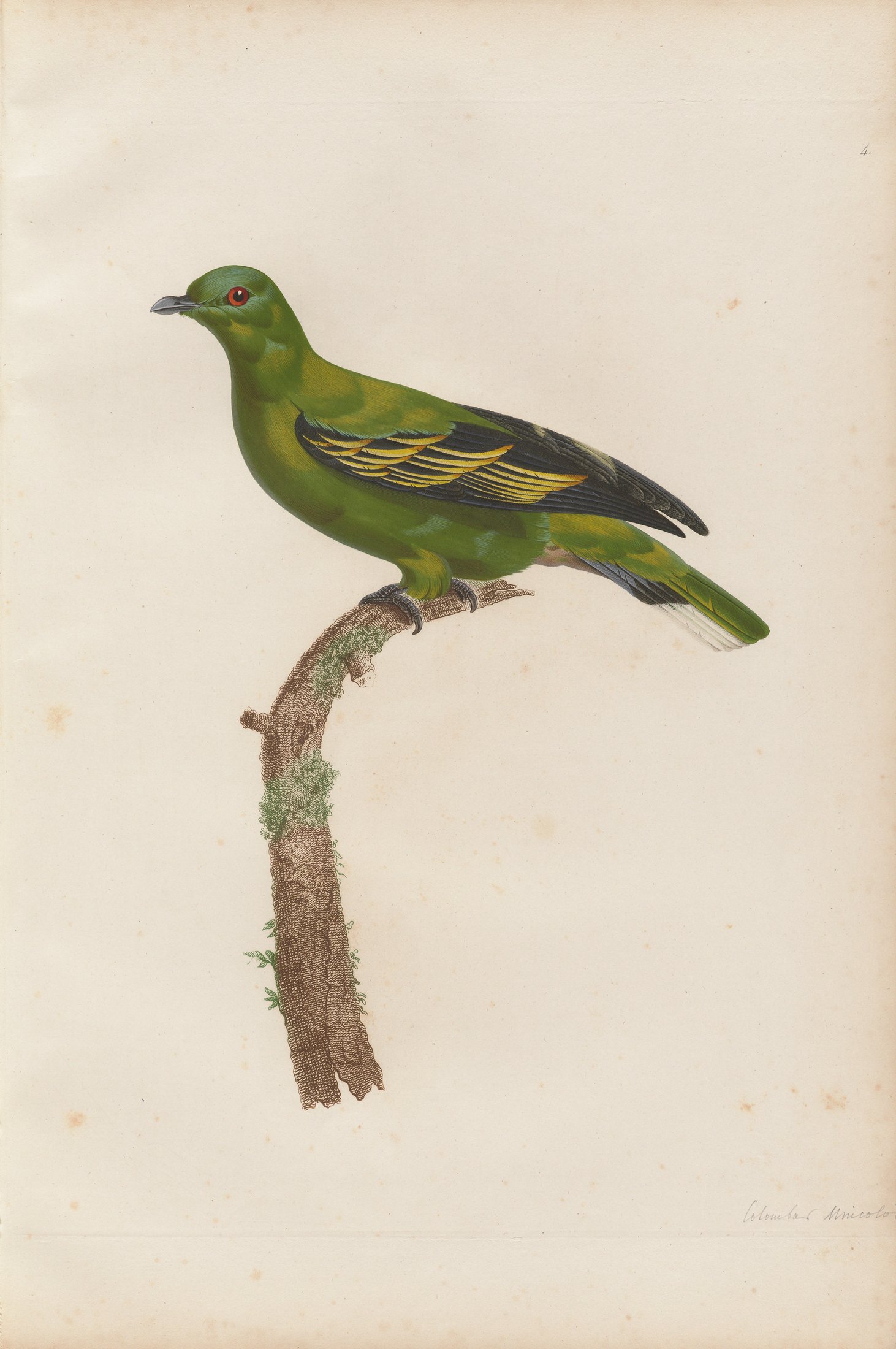 Columba psittacea — C. J. Temminck and Pauline Knip