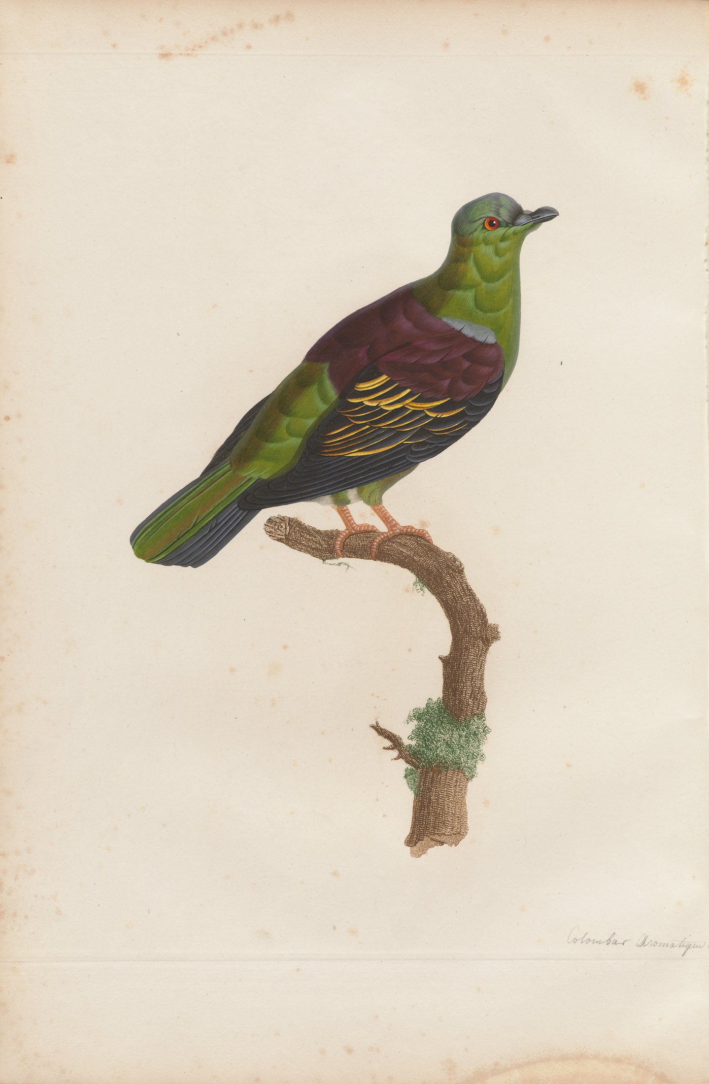 Columba aromatica — C. J. Temminck and Pauline Knip