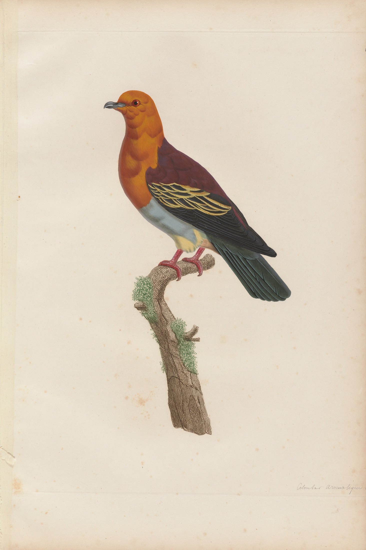 Columba aromatica — C. J. Temminck and Pauline Knip