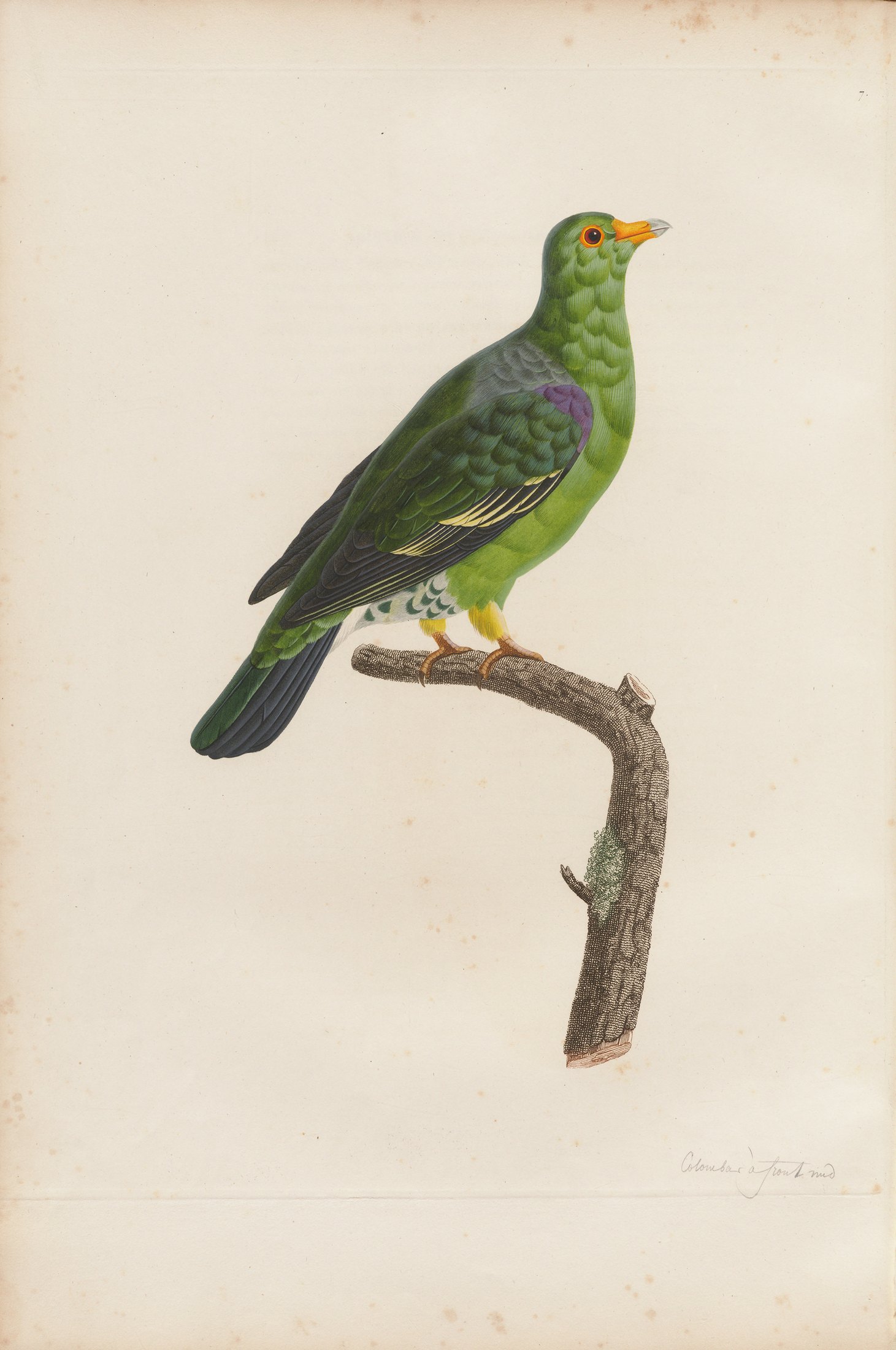 Columba calva — C. J. Temminck and Pauline Knip