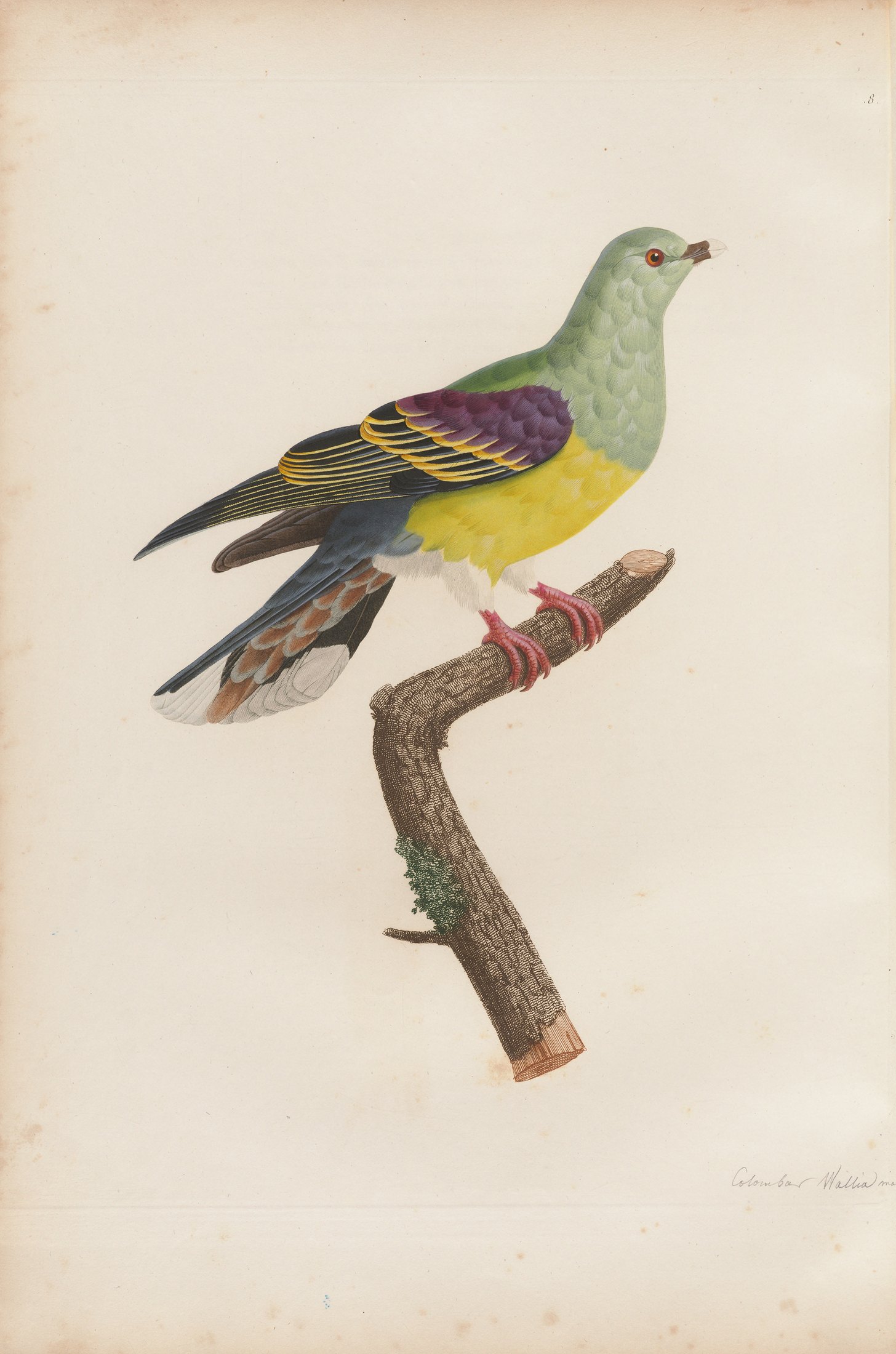 Columba abyssinica — C. J. Temminck and Pauline Knip