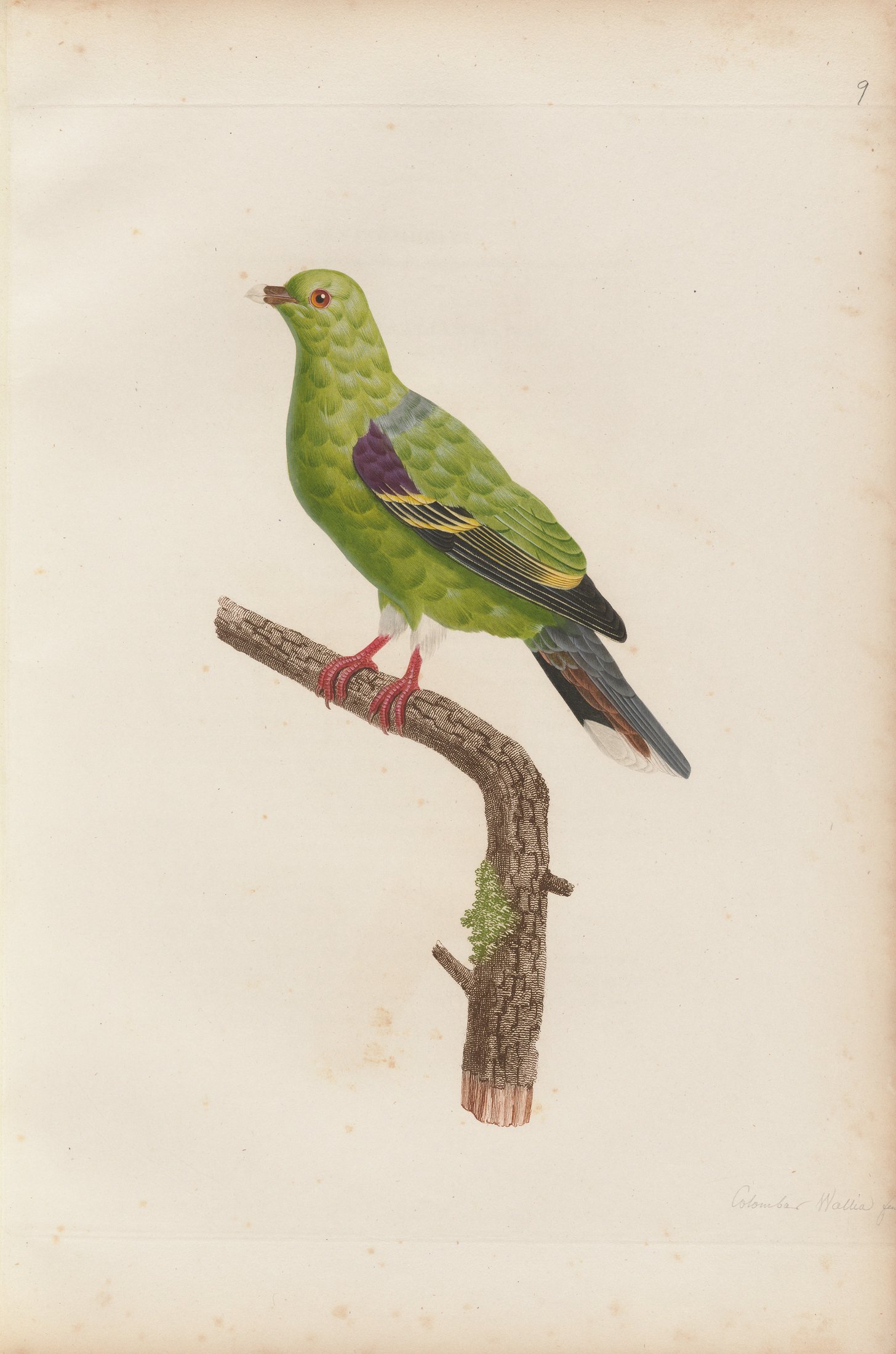 Columba abyssinica — C. J. Temminck and Pauline Knip