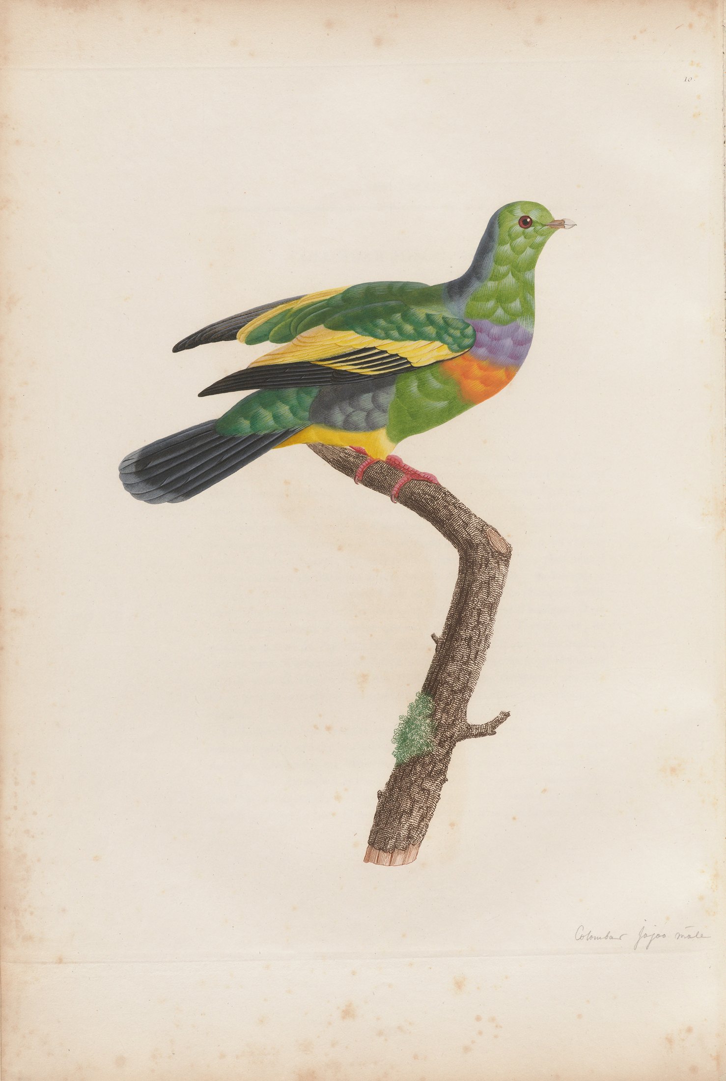 Columba vernans — C. J. Temminck and Pauline Knip