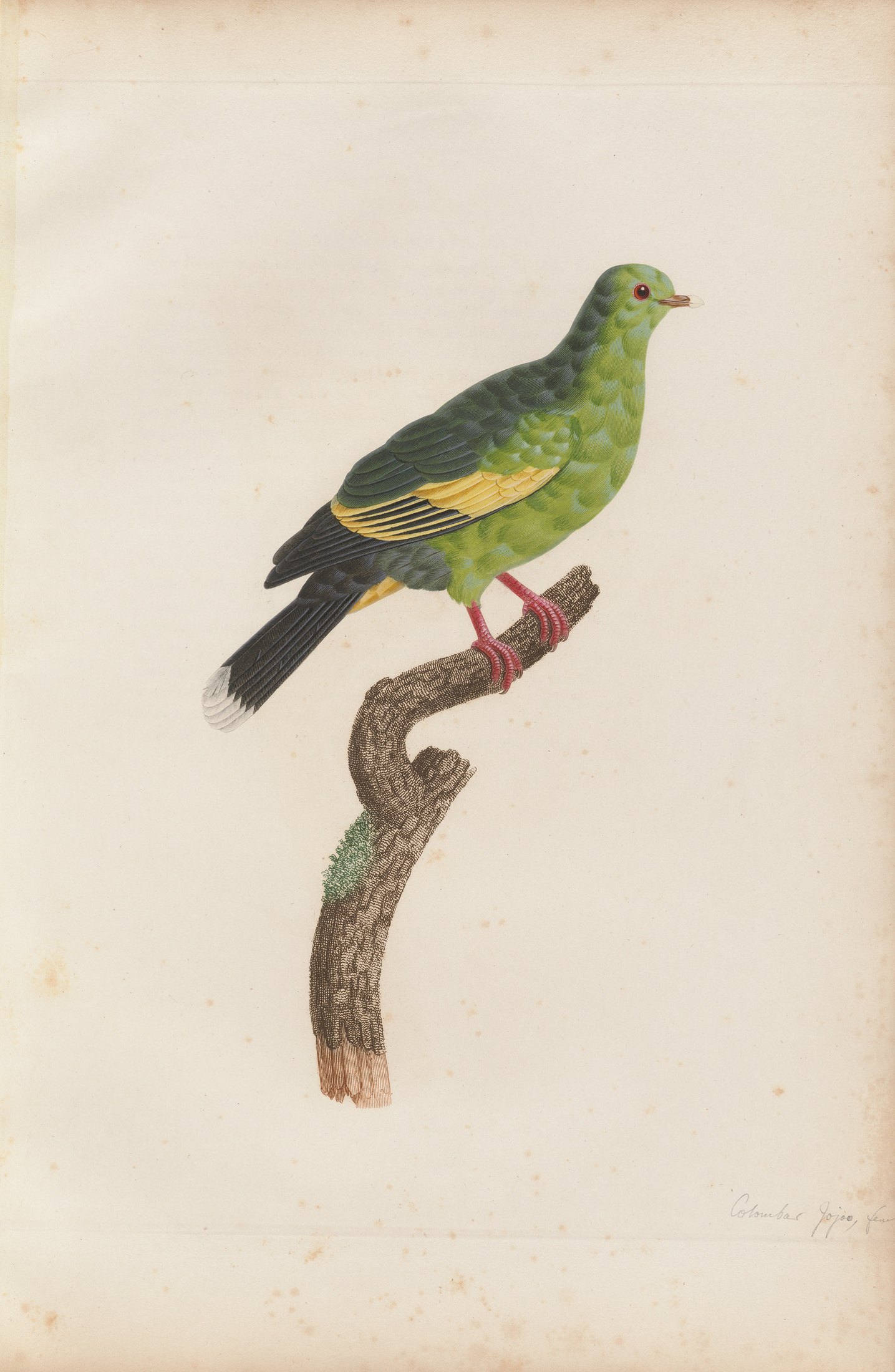 Columba vernans — C. J. Temminck and Pauline Knip