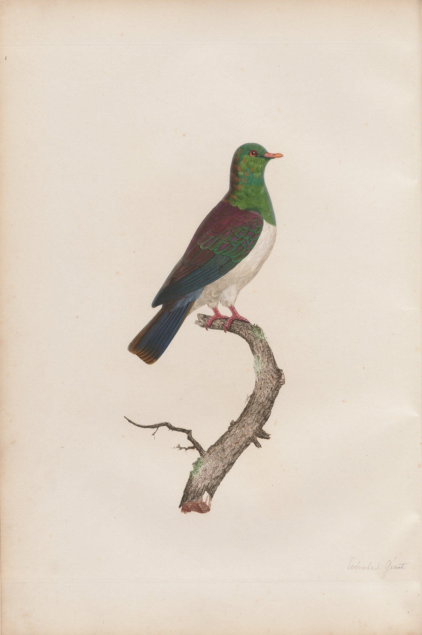 Columba spadicea — C. J. Temminck and Pauline Knip