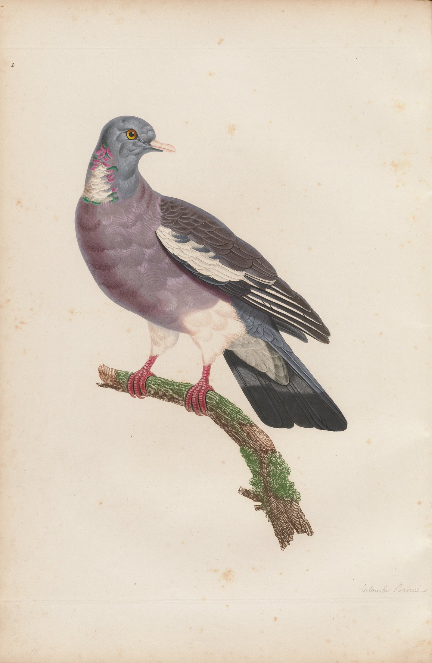 Columba palumbus — C. J. Temminck and Pauline Knip