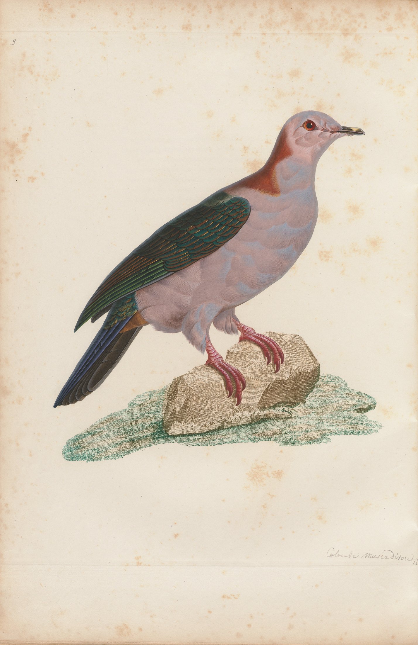 Columba œnea — C. J. Temminck and Pauline Knip