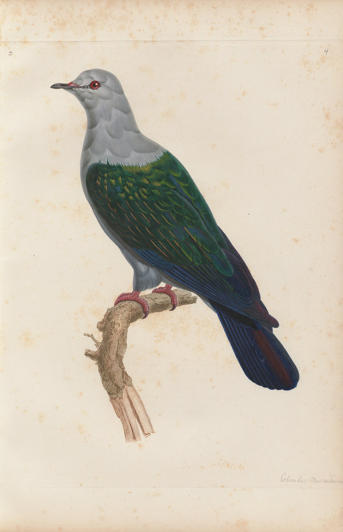Columba œnea — C. J. Temminck and Pauline Knip
