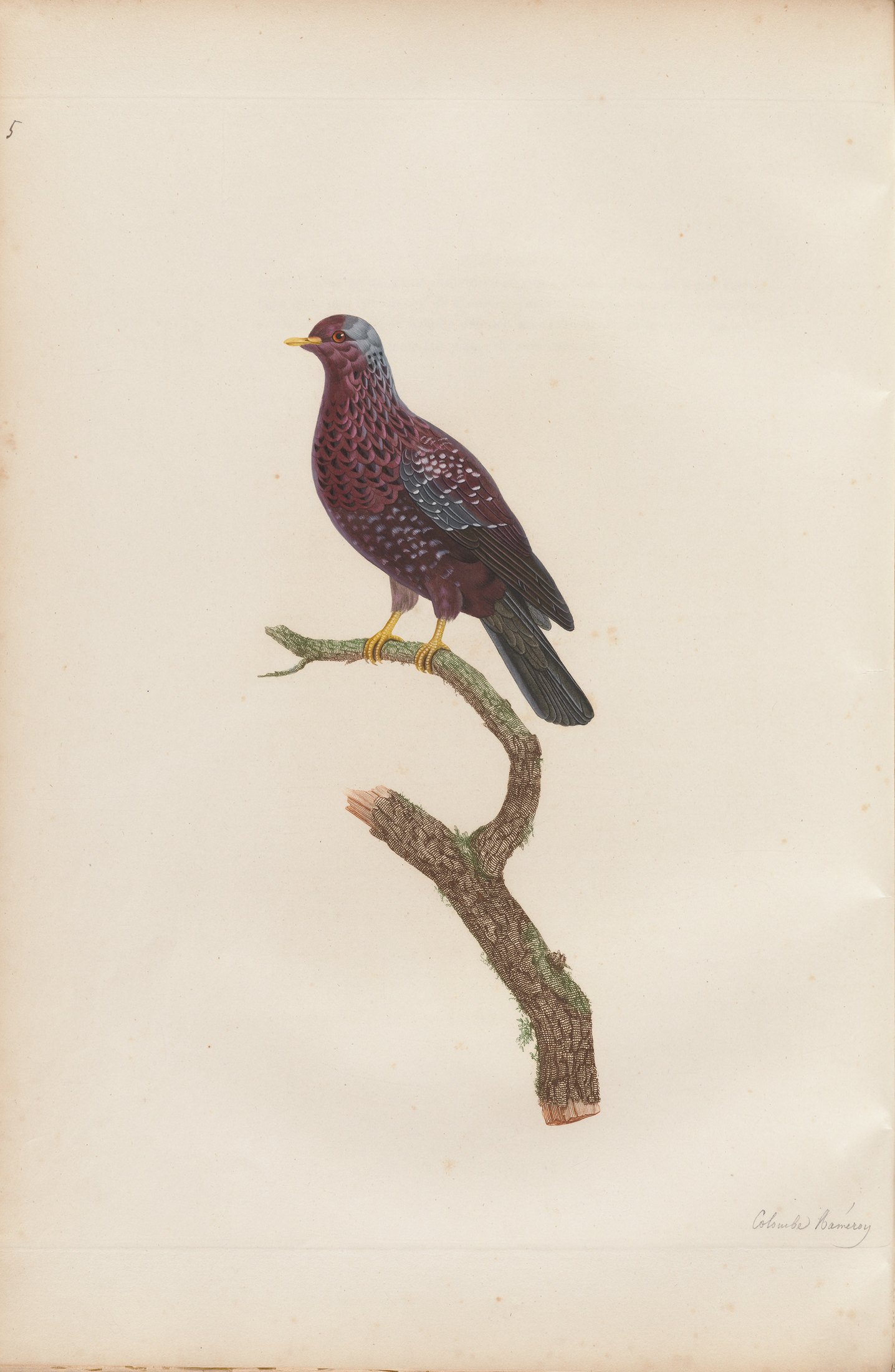 Columba arquatrix — C. J. Temminck and Pauline Knip